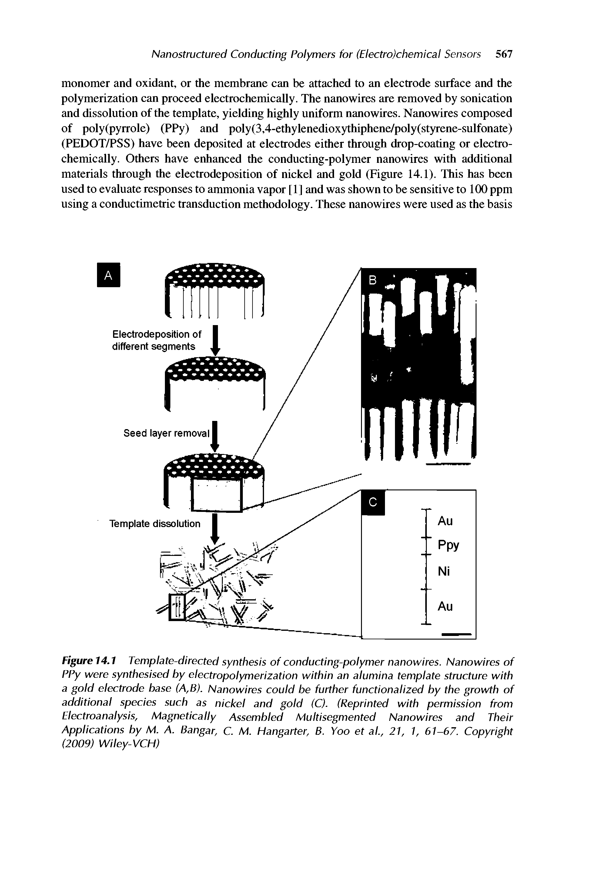 Figure 14.1 Template-directed synthesis of conducting-polymer nanowires. Nanowires of PPy were synthesised by electropolymerization within an alumina template structure with a gold electrode base (A,B). Nanowires could be further functionalized by the growth of additional species such as nickel and gold (C). (Reprinted with permission from Electroanalysis, Magnetically Assembled Multisegmented Nanowires and Their Applications by M. A. Bangar, C. M. Hangarter, B. Yoo et al., 21, 1, 61-67. Copyright (2009) Wiley-VCH)...