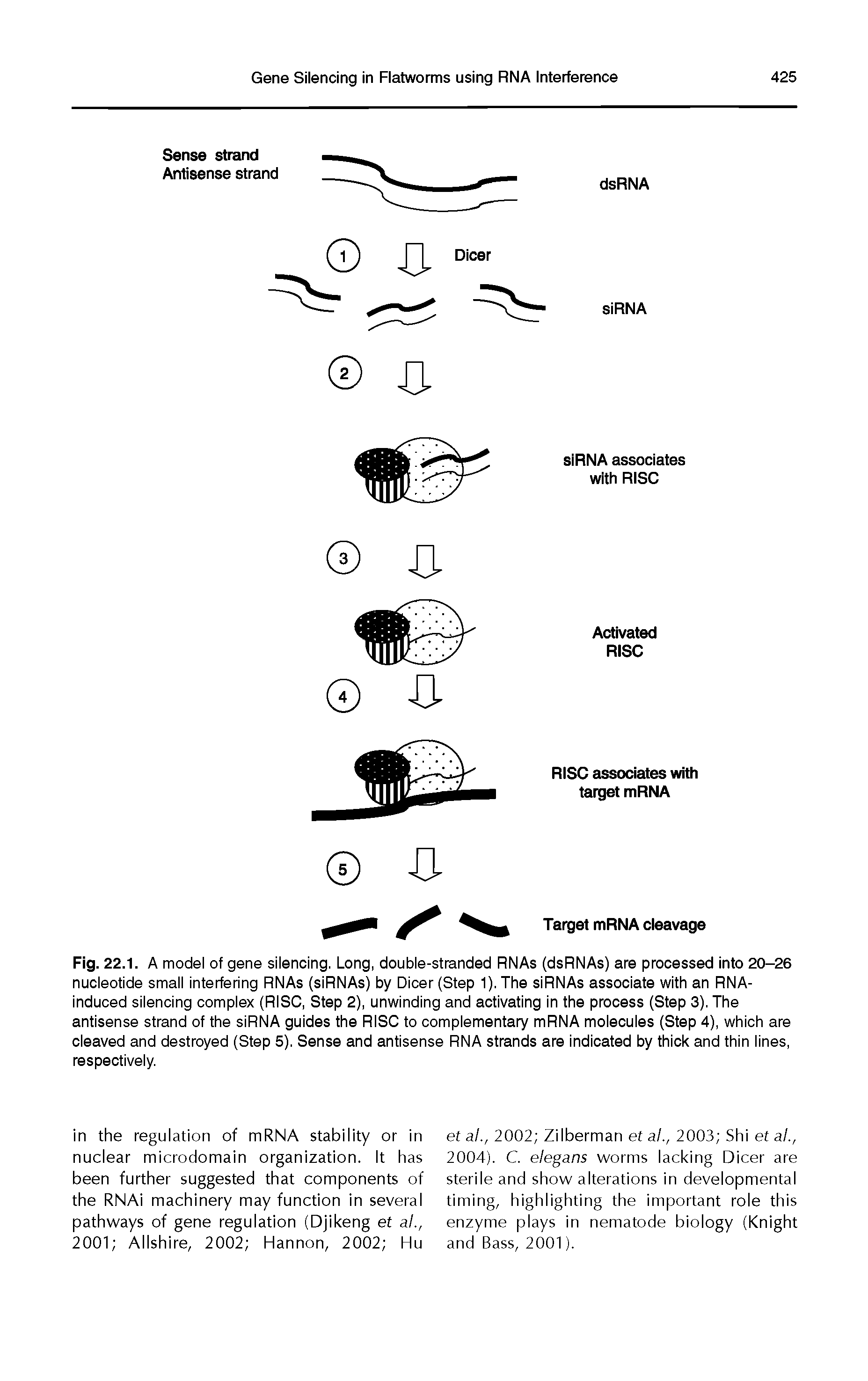 Fig. 22.1. A model of gene silencing. Long, double-stranded RNAs (dsRNAs) are processed into 20-26 nucleotide small interfering RNAs (siRNAs) by Dicer (Step 1). The siRNAs associate with an RNA-induced silencing complex (RISC, Step 2), unwinding and activating in the process (Step 3). The antisense strand of the siRNA guides the RISC to complementary mRNA molecules (Step 4), which are cleaved and destroyed (Step 5). Sense and antisense RNA strands are indicated by thick and thin lines, respectively.