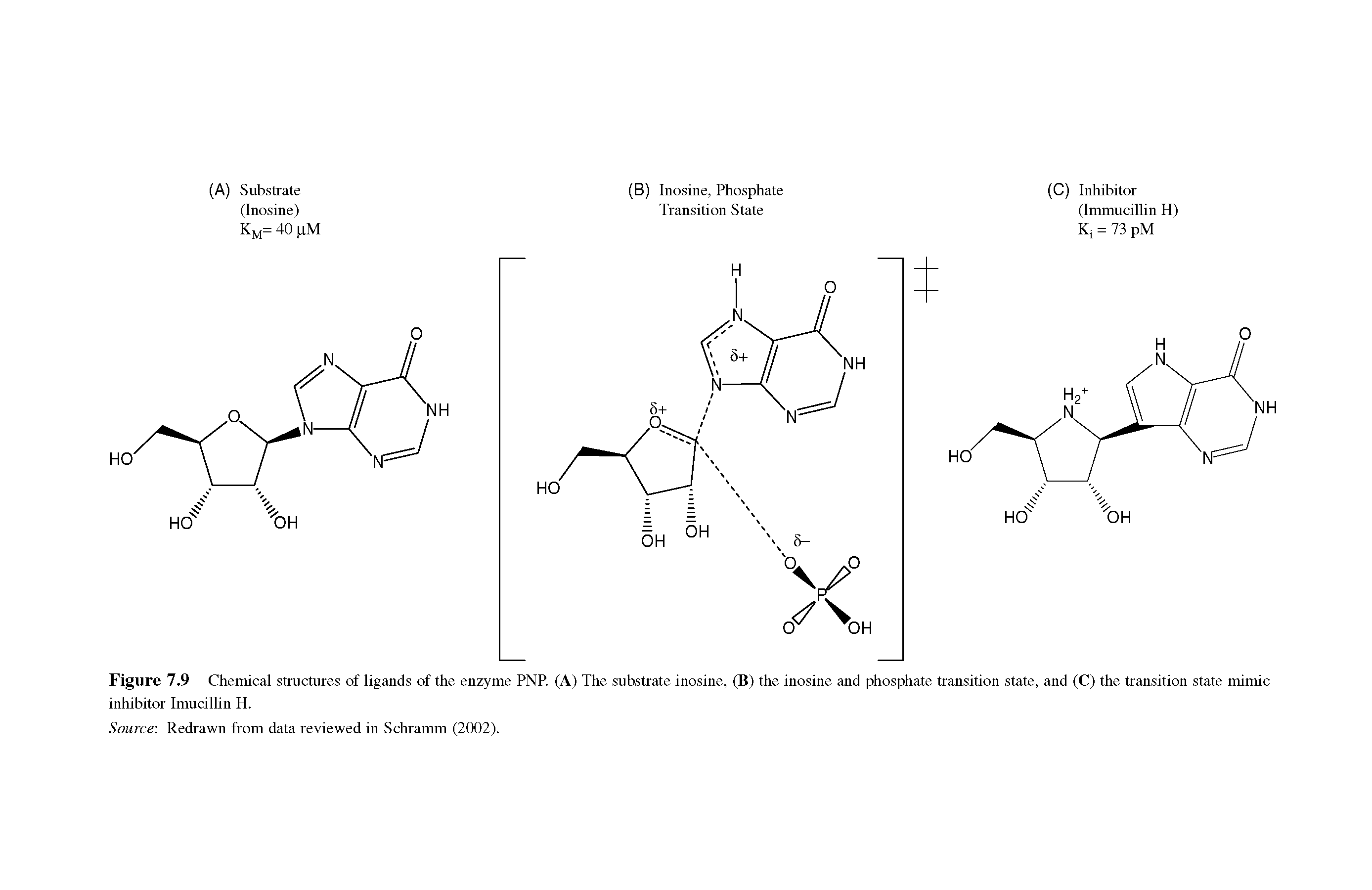Figure 7.9 Chemical structures of ligands of the enzyme PNP. (A) The substrate inosine, (B) the inosine and phosphate transition state, and (C) the transition state mimic inhibitor Imucillin H.