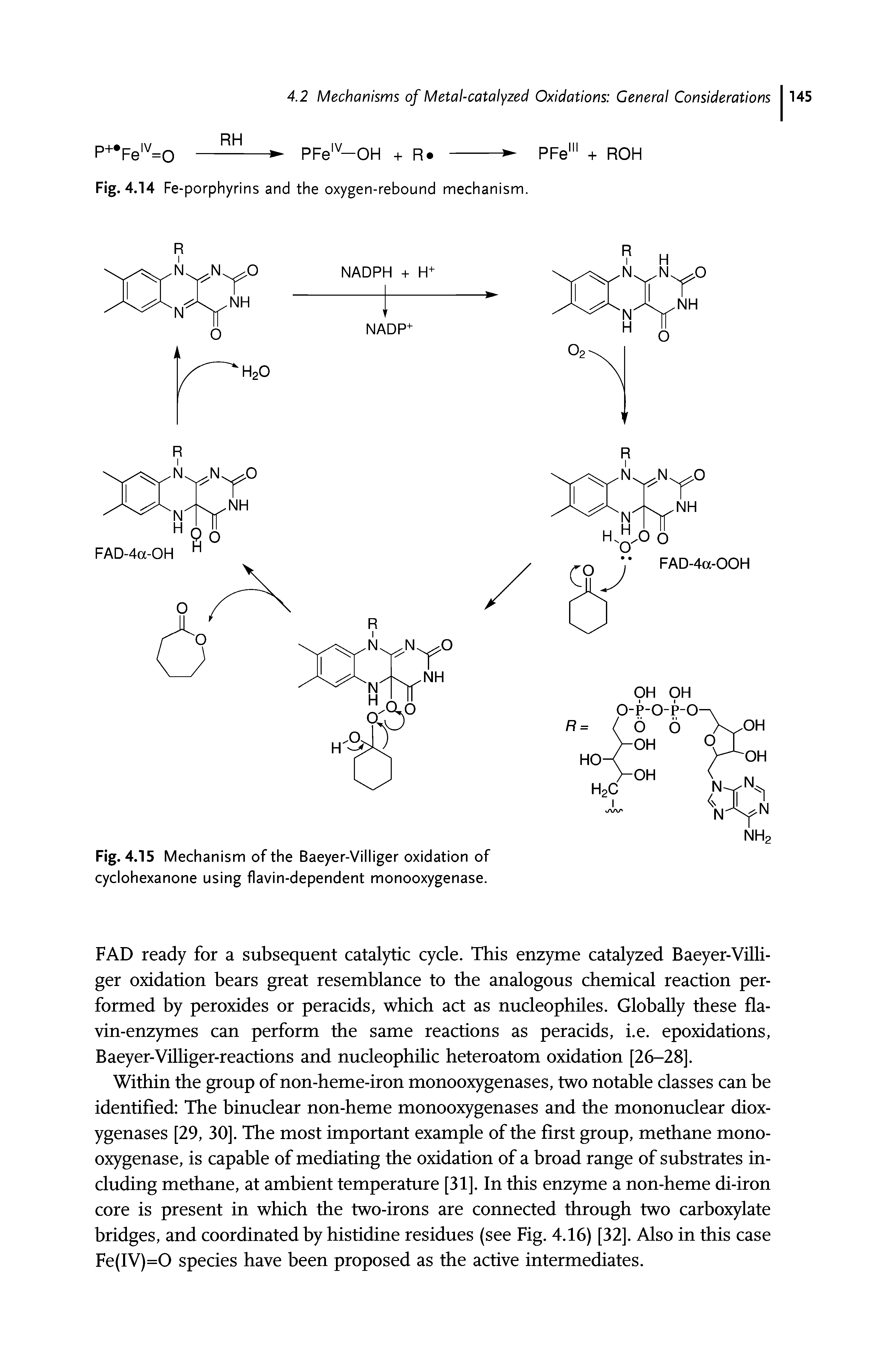 Fig. 4.15 Mechanism of the Baeyer-Villiger oxidation of cyclohexanone using flavin-dependent monooxygenase.