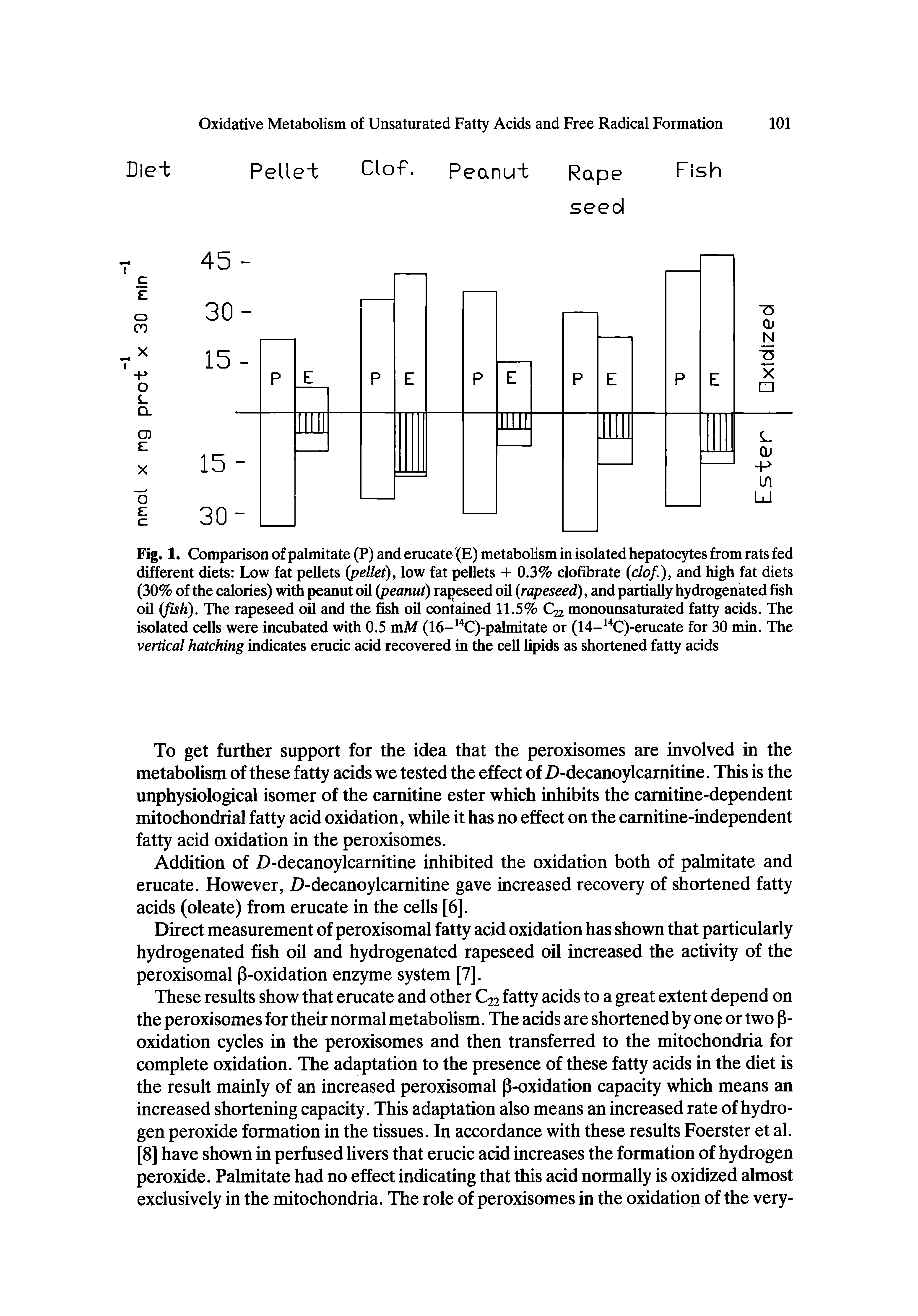 Fig. 1. Comparison of palmitate (P) and erucate (E) metabolism in isolated hepatocytes from rats fed different diets Low fat pellets (pellet), low fat pellets + 0.3% clofibrate (clof.), and high fat diets (30% of the calories) with peanut oil (peanut) ra eseed oil (rapeseed), and partially hydrogenated fish oil (fish). The rapeseed oil and the fish oil contained 11.5% C22 monounsaturated fatty acids. The isolated cells were incubated with 0.5 mAf (16- C)-palmitate or (14- C)-erucate for 30 min. The vertical hatching indicates erucic acid recovered in the cell lipids as shortened fatty acids...