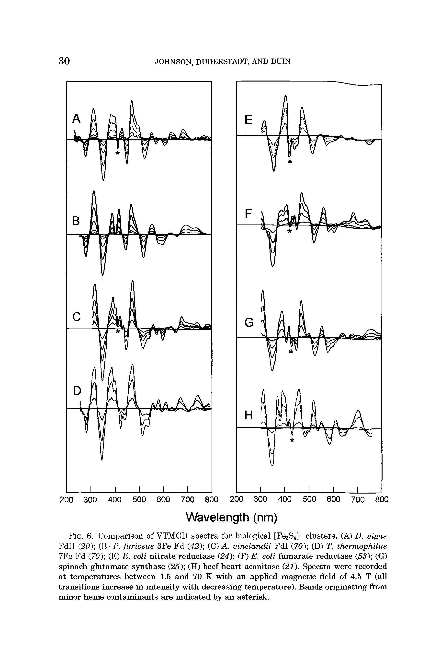 Fig. 6. Comparison of VTMCD spectra for biological [Fe3S4] clusters. (A) D. gigas Fdll (20) (B) P. furiosus 3Fe Fd (42) (C) A. vinelandii Fdl (70) (D) T. thermophilus 7Fe Fd (70) (E) E. coli nitrate reductase (24) (F) E. coli fumarate reductase (53) (G) spinach glutEimate synthase (25) (H) beef heart aconitase (27). Spectra were recorded at temperatures between 1.5 and 70 K with an apphed magnetic field of 4.5 T (sdl trEmsitions increase in intensity with decreasing temperature). BEmds originating from minor heme contaminEmts Eire indicated by an asterisk.