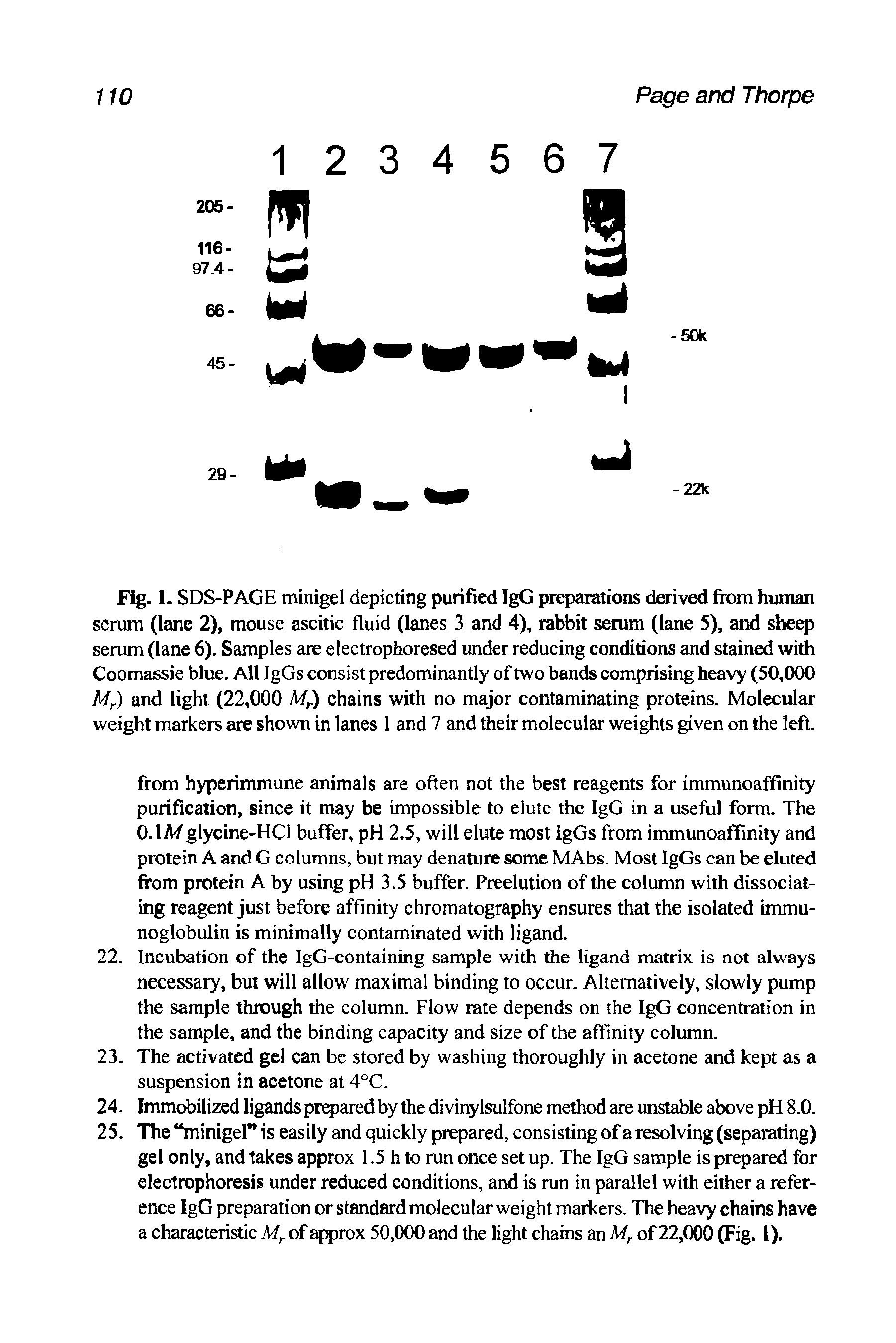 Fig. 1. SDS-PAGE minigel depicting purified IgG preparations derived from human scrum (lane 2), mouse ascitic fluid (lanes 3 and 4), rabbit serum (lane 5), and sheep serum (lane 6). Samples are electrophoresed under reducing conditions and stained with Coomassie blue. All IgGs consist predominantly of two bands comprising heavy (50,000 Mr) and light (22,000 Mr) chains with no major contaminating proteins. Molecular weight markers are shown in lanes 1 and 7 and their molecular weights given on the left.