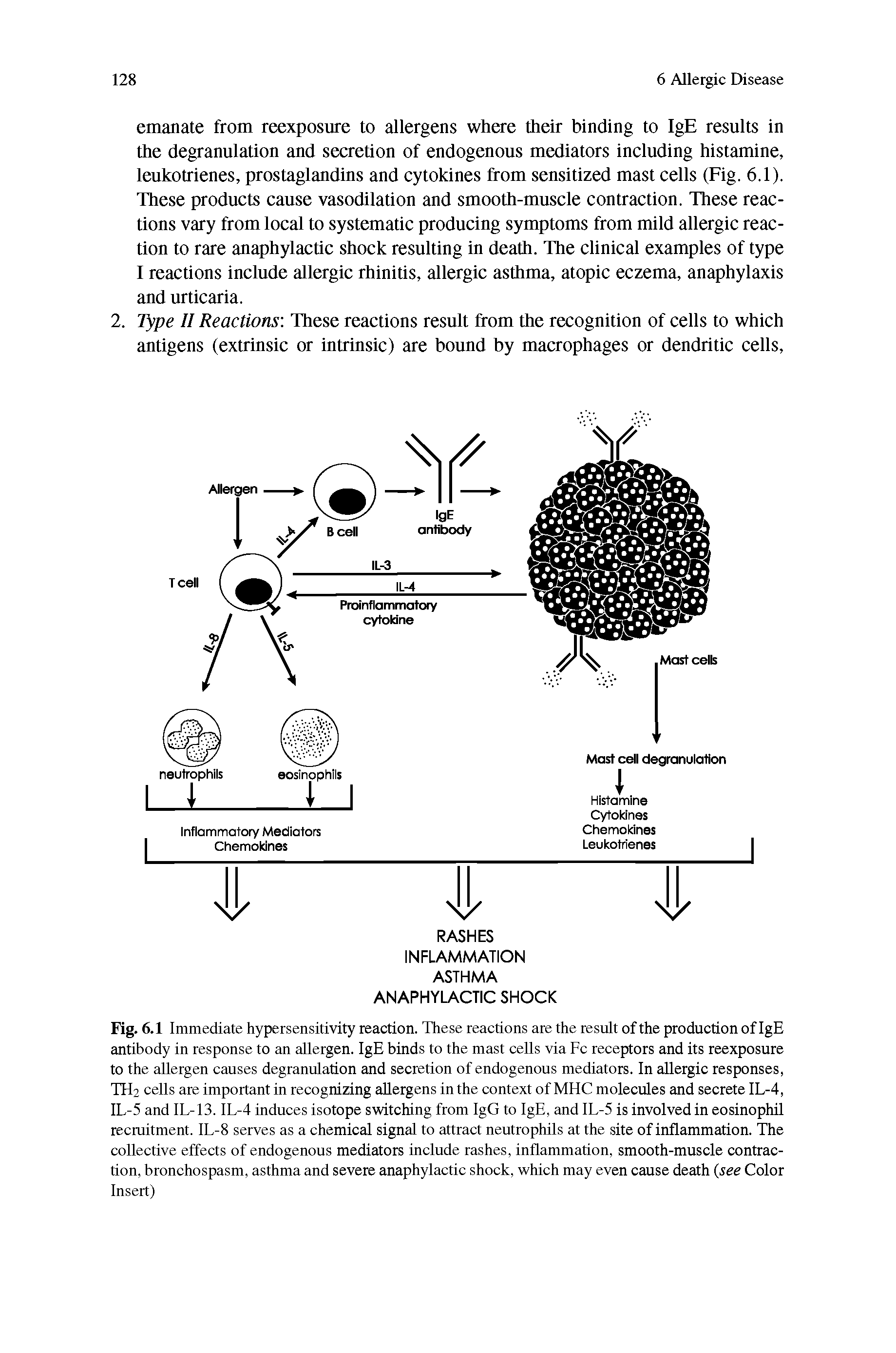 Fig. 6.1 Immediate hypersensitivity reaction. These reactions are the result of the production of IgE antibody in response to an allergen. IgE binds to the mast cells via Fc receptors and its reexposure to the allergen causes degranulation and secretion of endogenous mediators. In allergic responses, TH2 cells are important in recognizing allergens in the context of MHC molecules and secrete IL-4, IL-5 and IL-13. IL-4 induces isotope switching from IgG to IgE, and IL-5 is involved in eosinophil recruitment. IL-8 serves as a chemical signal to attract neutrophils at the site of inflammation. The collective effects of endogenous mediators include rashes, inflammation, smooth-muscle contraction, bronchospasm, asthma and severe anaphylactic shock, which may even cause death (see Color Insert)...