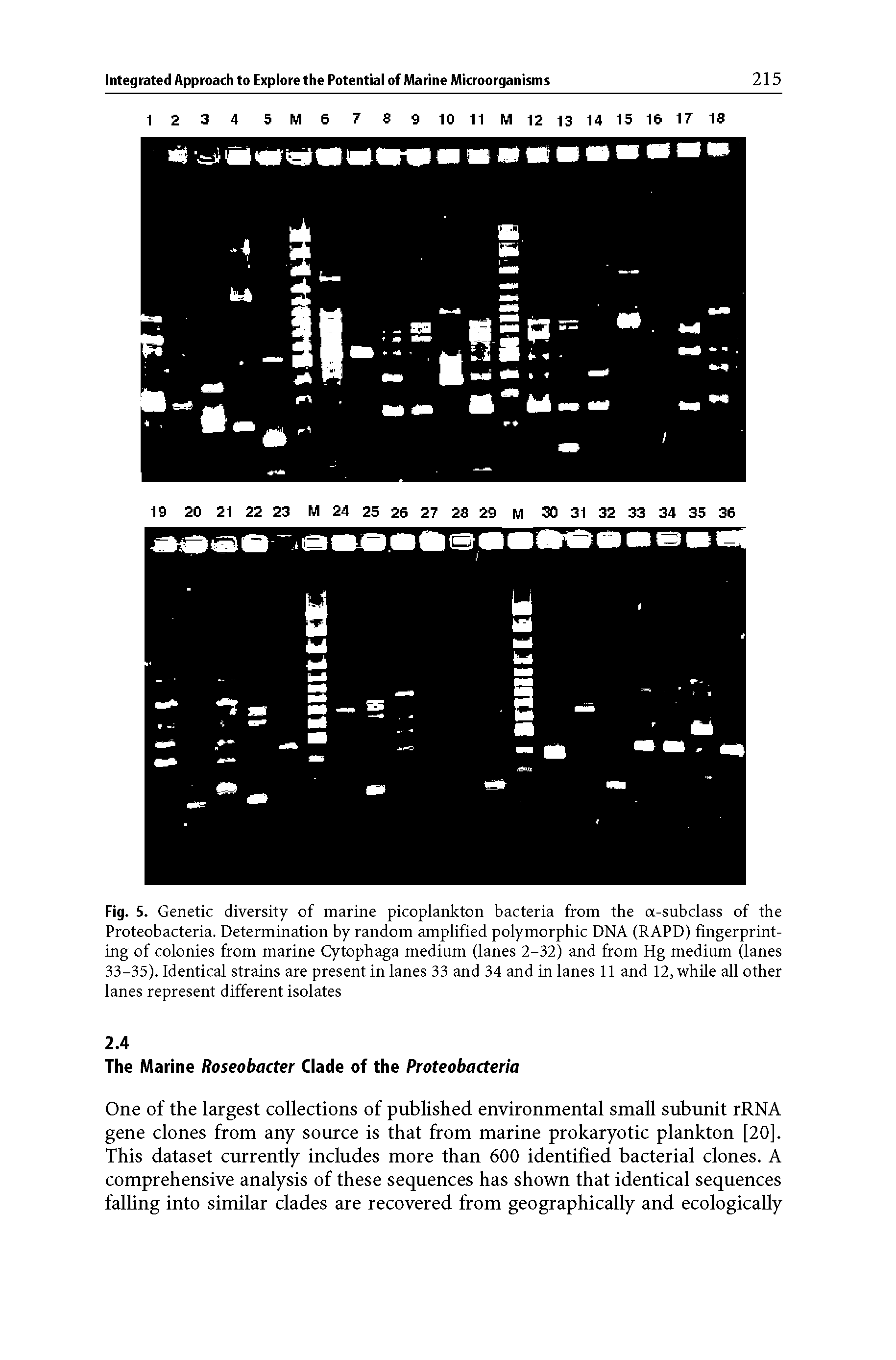 Fig. 5. Genetic diversity of marine picoplankton bacteria from the a-subclass of the Proteobacteria. Determination by random amplified polymorphic DNA (RAPD) fingerprinting of colonies from marine Cytophaga medium (lanes 2-32) and from Hg medium (lanes 33-35). Identical strains are present in lanes 33 and 34 and in lanes 11 and 12, while all other lanes represent different isolates...