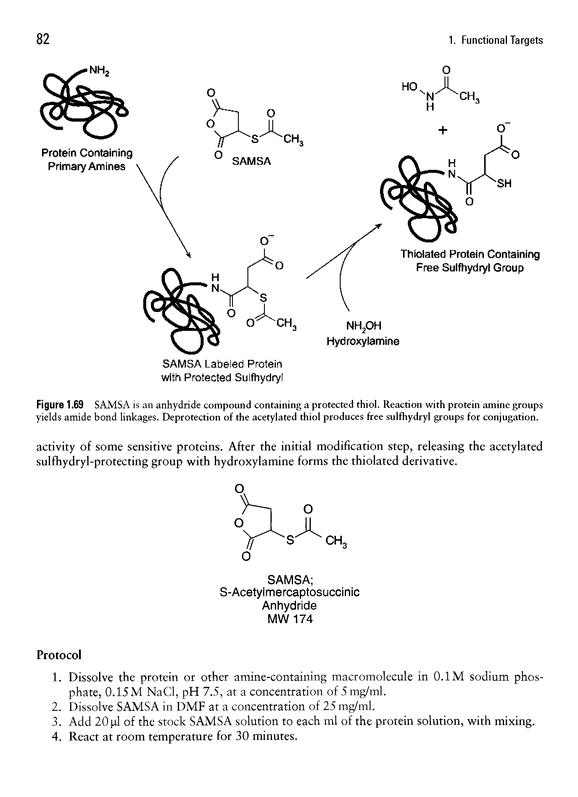 Figure 1.69 SAMSA is an anhydride compound containing a protected thiol. Reaction with protein amine groups yields amide bond linkages. Deprotection of the acetylated thiol produces free sulfhydryl groups for conjugation.