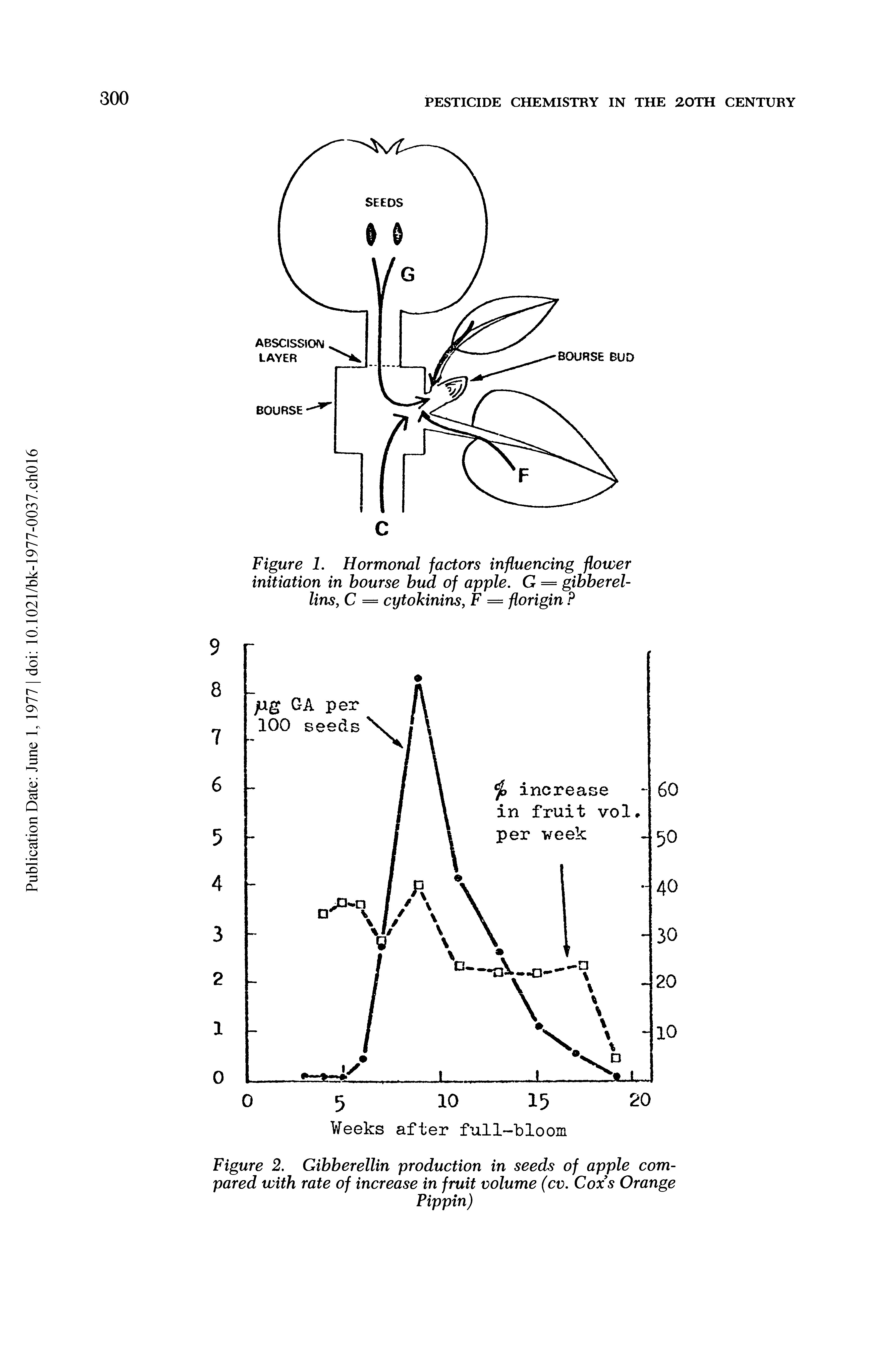 Figure 1. Hormonal factors influencing flower initiation in bourse bud of apple. G = gibberel-lins, C = cytokinins, F = florigin P...
