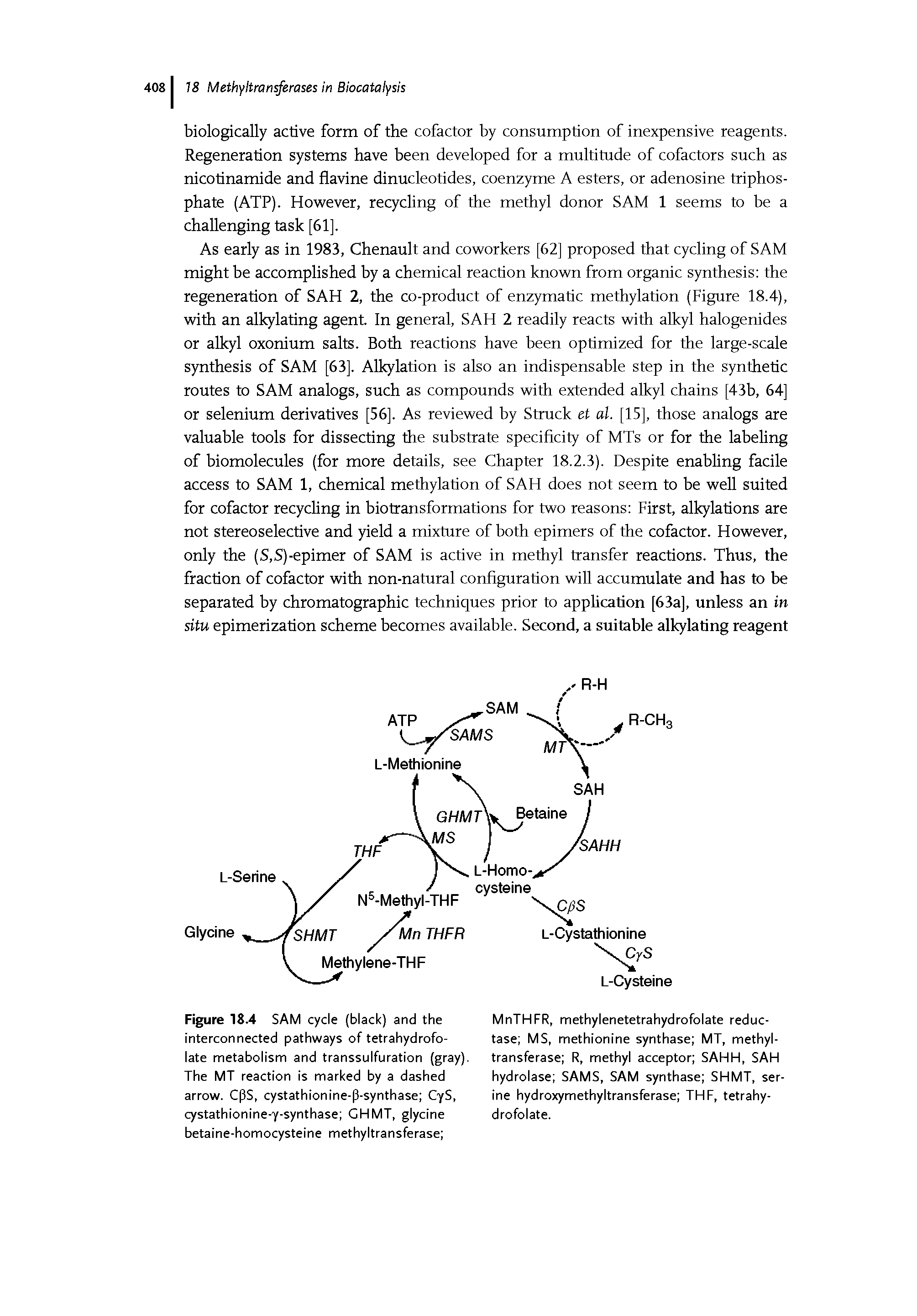 Figure 18.4 SAM cycle (black) and the interconnected pathways of tetrahydrofo-late metabolism and transsulfuration (gray). The MT reaction is marked by a dashed arrow. CpS, cystathionine-p-synthase CyS, cystathionine-y-synthase GHMT, glycine betaine-homocysteine methyltransferase ...