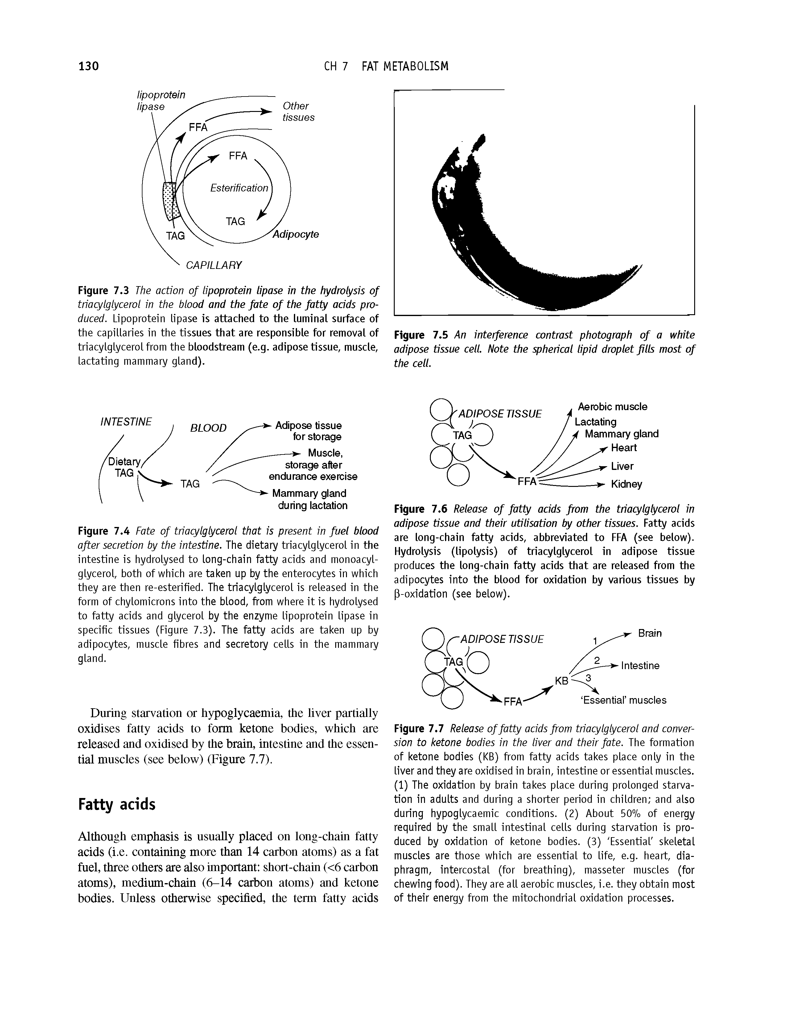 Figure 7.4 Fate of triacylglycerol that is present in fuel blood after secretion by the intestine. The dietary triacylglycerol in the intestine is hydrolysed to long-chain fatty acids and monoacyl-glycerol, both of which are taken up by the enterocytes in which they are then re-esterified. The triacylglycerol is released in the form of chylomicrons into the blood, from where it is hydrolysed to fatty acids and glycerol by the enzyme lipoprotein lipase in specific tissues (Figure 7.3). The fatty acids are taken up by adipocytes, muscle fibres and secretory cells in the mammary gland.