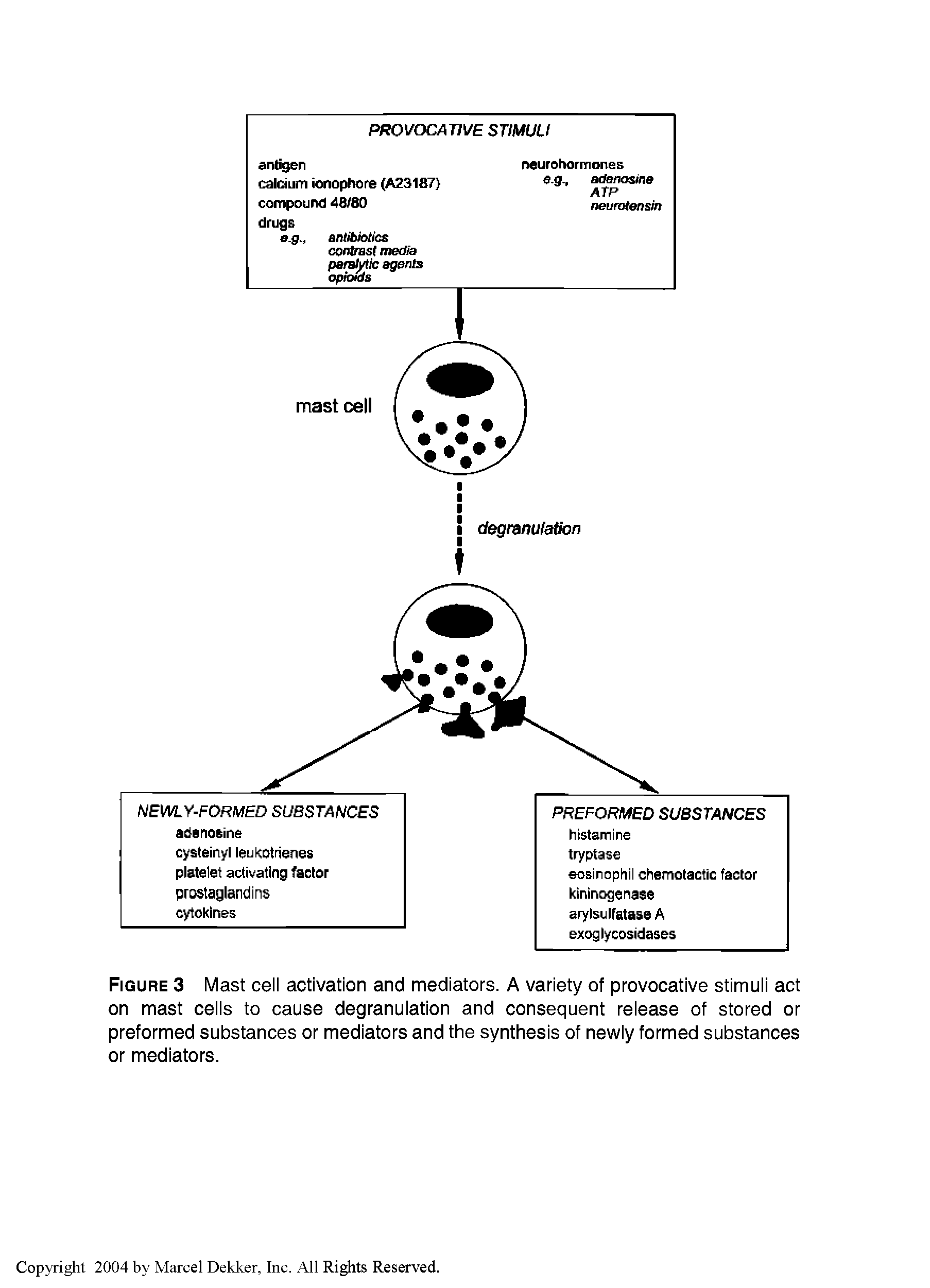 Figure 3 Mast cell activation and mediators. A variety of provocative stimuli act on mast cells to cause degranulation and consequent release of stored or preformed substances or mediators and the synthesis of newly formed substances or mediators.