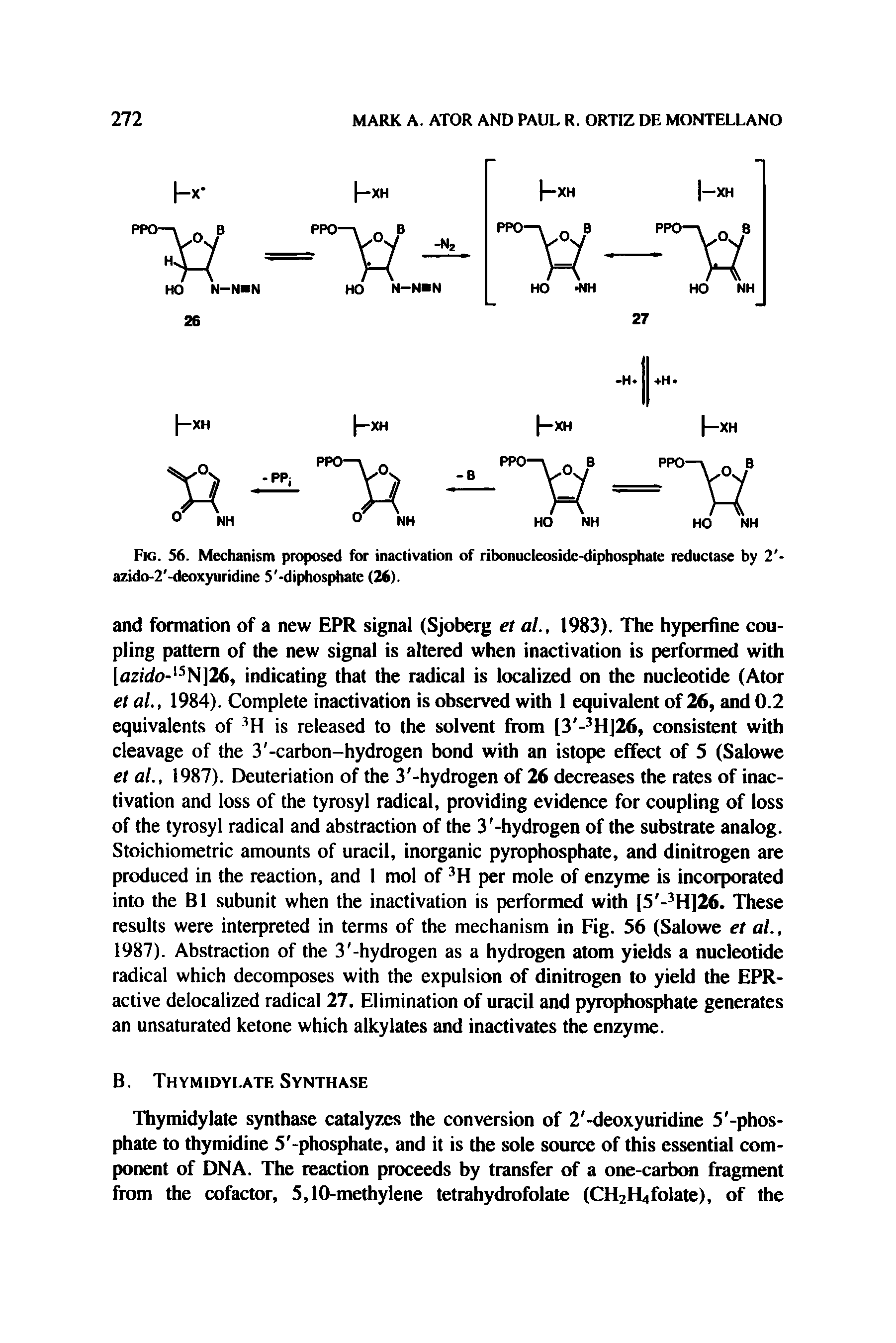 Fig. 56. Mechanism proposed for inactivation of ribonucleoside-diphosphate reductase by 2 -azido-2 -deoxyuridine 5 -diphosphate (26).