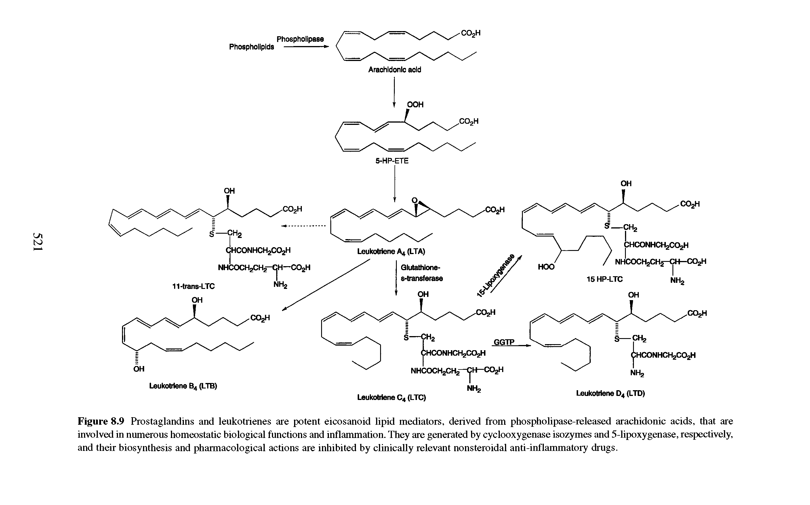 Figure 8.9 Prostaglandins and leukotrienes are potent eicosanoid lipid mediators, derived from phospholipase-released arachidonic acids, that are involved in numerous homeostatic biological functions and inflammation. They are generated by cyclooxygenase isozymes and 5-lipoxygenase, respectively, and their biosynthesis and pharmacological actions are inhibited by clinically relevant nonsteroidal anti-inflammatory drugs.