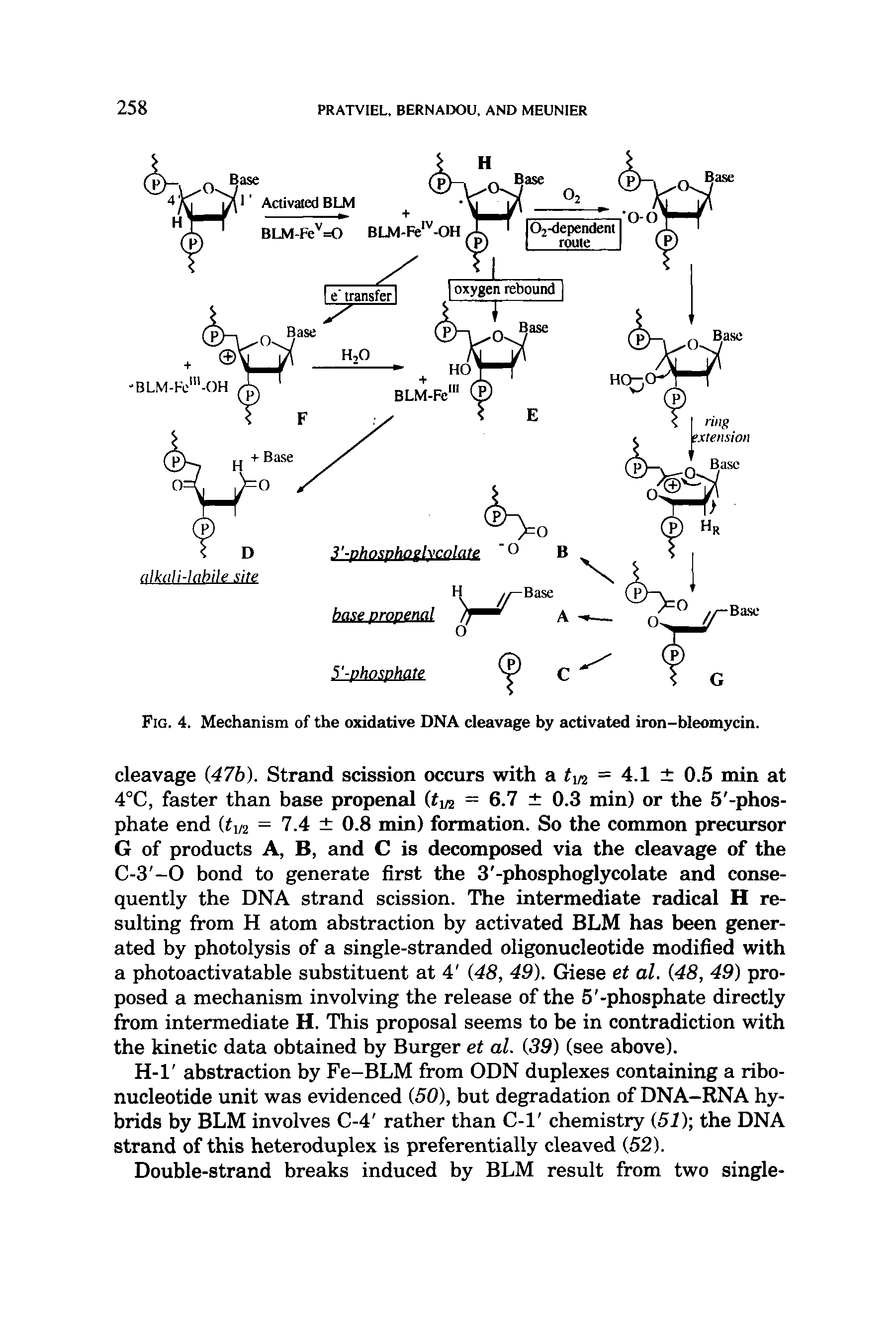 Fig. 4. Mechanism of the oxidative DNA cleavage by activated iron-bleomycin.