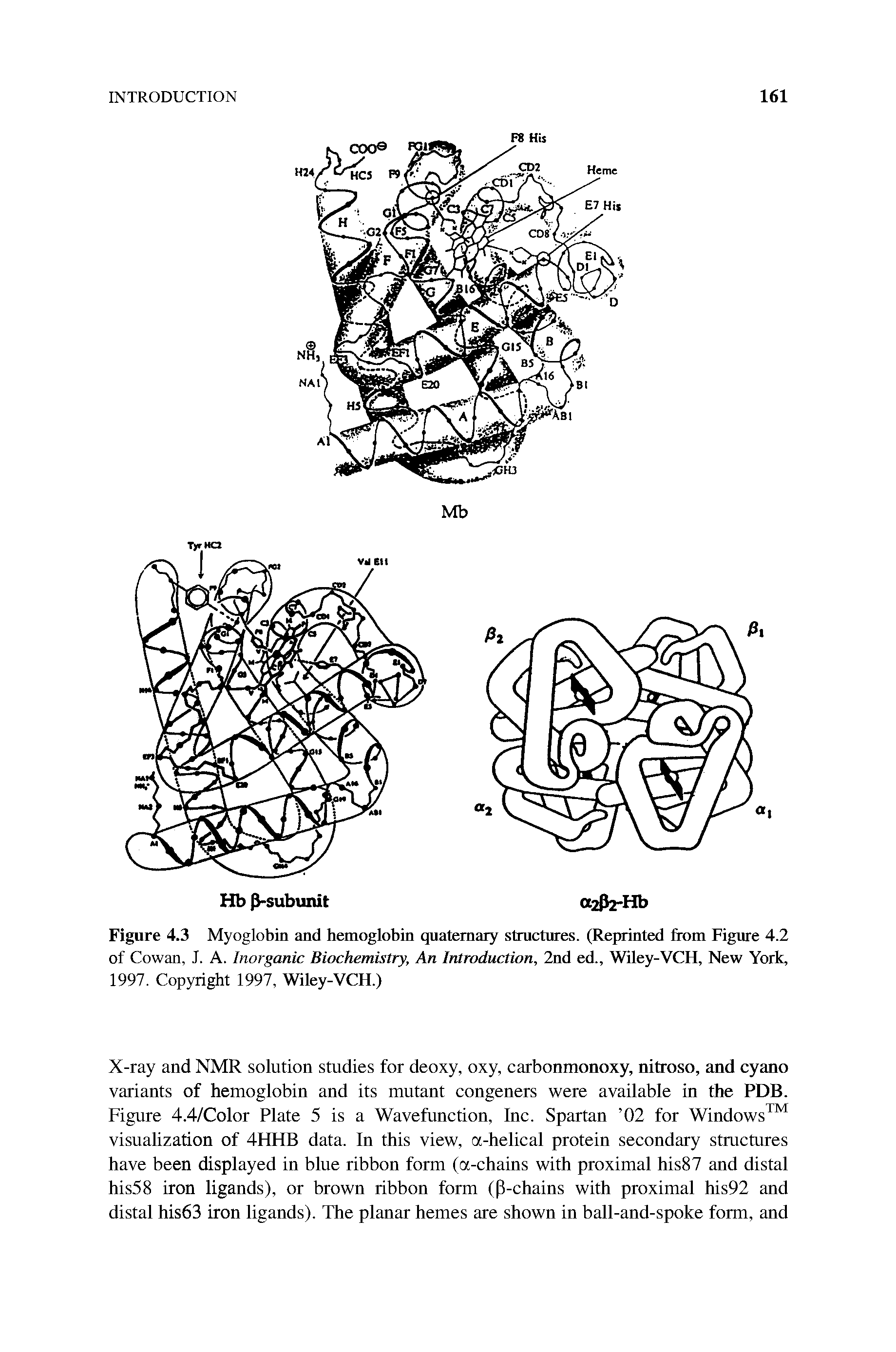 Figure 4.3 Myoglobin and hemoglobin quaternary structures. (Reprinted from Figure 4.2 of Cowan, J. A. Inorganic Biochemistry, An Introduction, 2nd ed., Wiley-VCH, New York, 1997. Copyright 1997, Wiley-VCH.)...