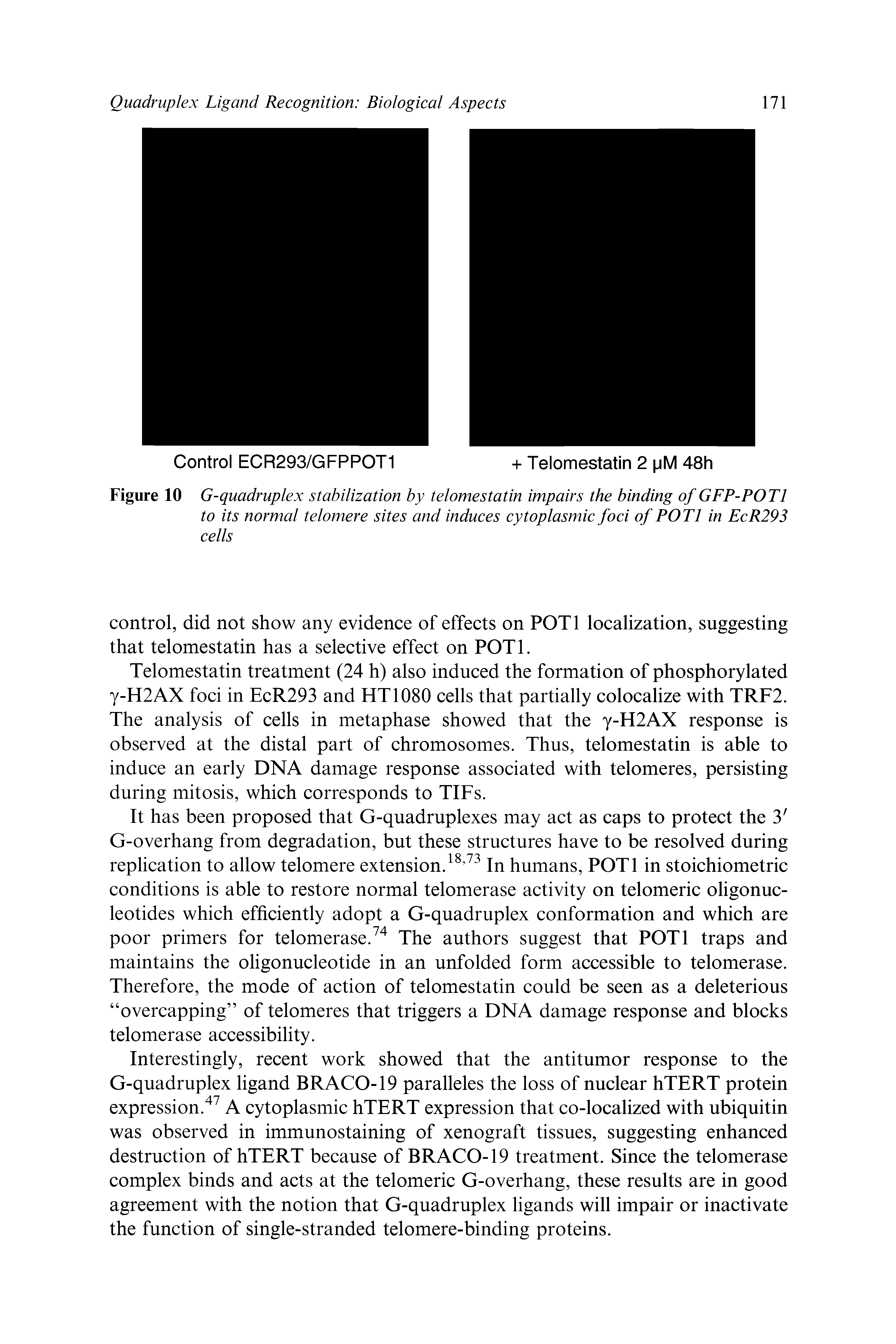 Figure 10 G-quadruplex stabilization by telomestatin impairs the binding of GFP-POTl to its normal telomere sites and induces cytoplasmic foci of POTl in EcR293 cells...