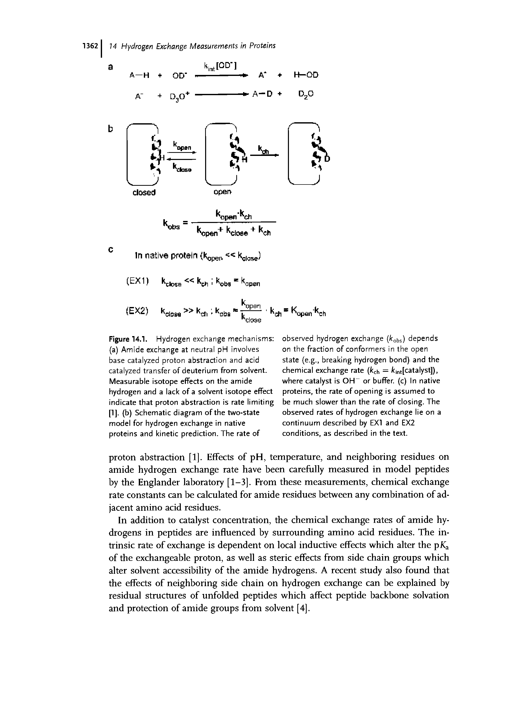 Figure 14.1. Hydrogen exchange mechanisms (a) Amide exchange at neutrai pH invoives base cataiyzed proton abstraction and acid cataiyzed transfer of deuterium from solvent. Measurable isotope effects on the amide hydrogen and a lack of a solvent isotope effect indicate that proton abstraction is rate limiting [1]. (b) Schematic diagram of the two-state model for hydrogen exchange in native proteins and kinetic prediction. The rate of...