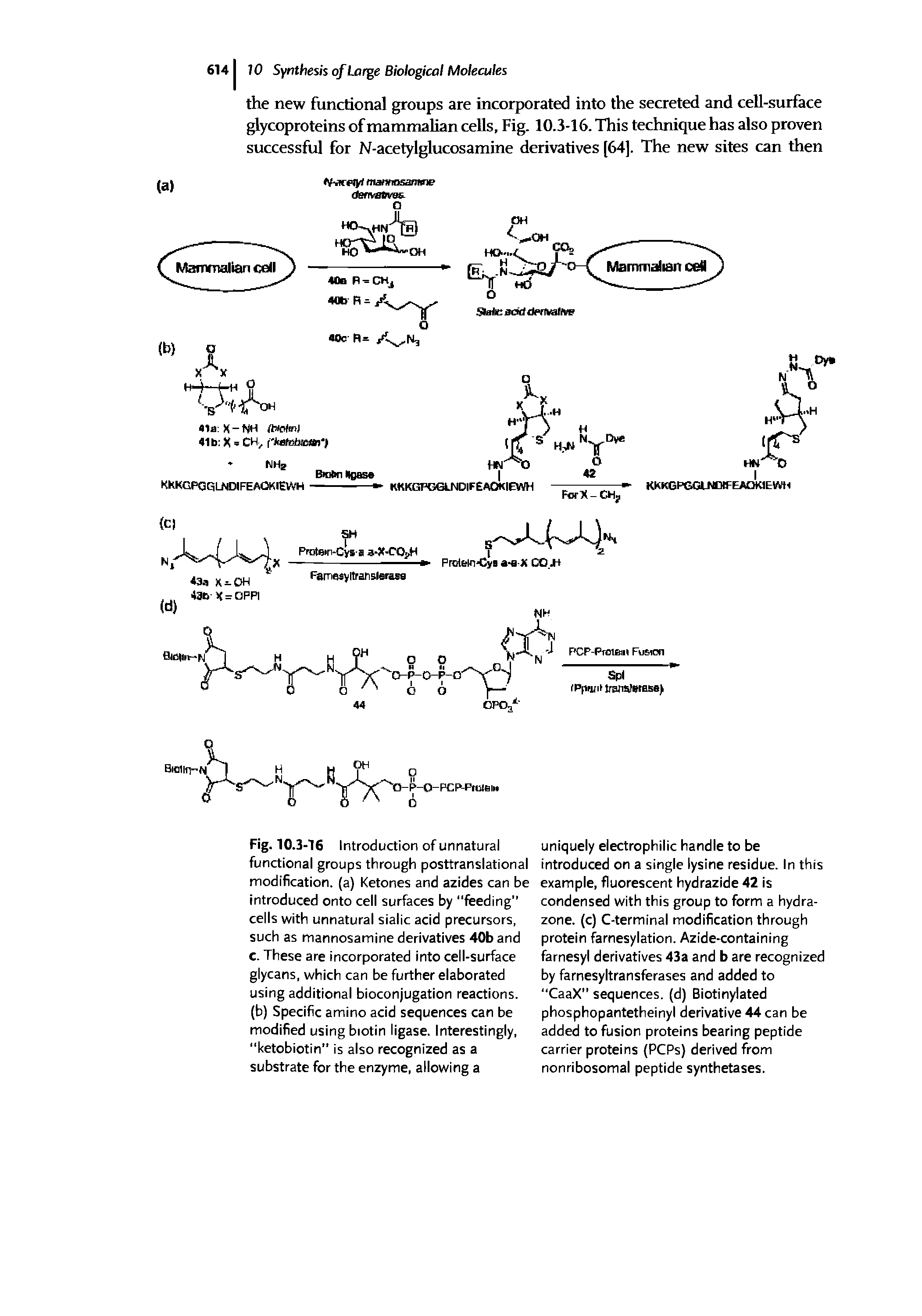Fig. 10.3-16 Introduction of unnatural functional groups through posttranslational modification, (a) Ketones and azides can be introduced onto cell surfaces by feeding cells with unnatural sialic acid precursors, such as mannosamine derivatives 40b and c. These are incorporated into cell-surface glycans, which can be further elaborated using additional bioconjugation reactions, (b) Specific amino acid sequences can be modified using biotin ligase. Interestingly, ketobiotin" is also recognized as a substrate for the enzyme, allowing a...