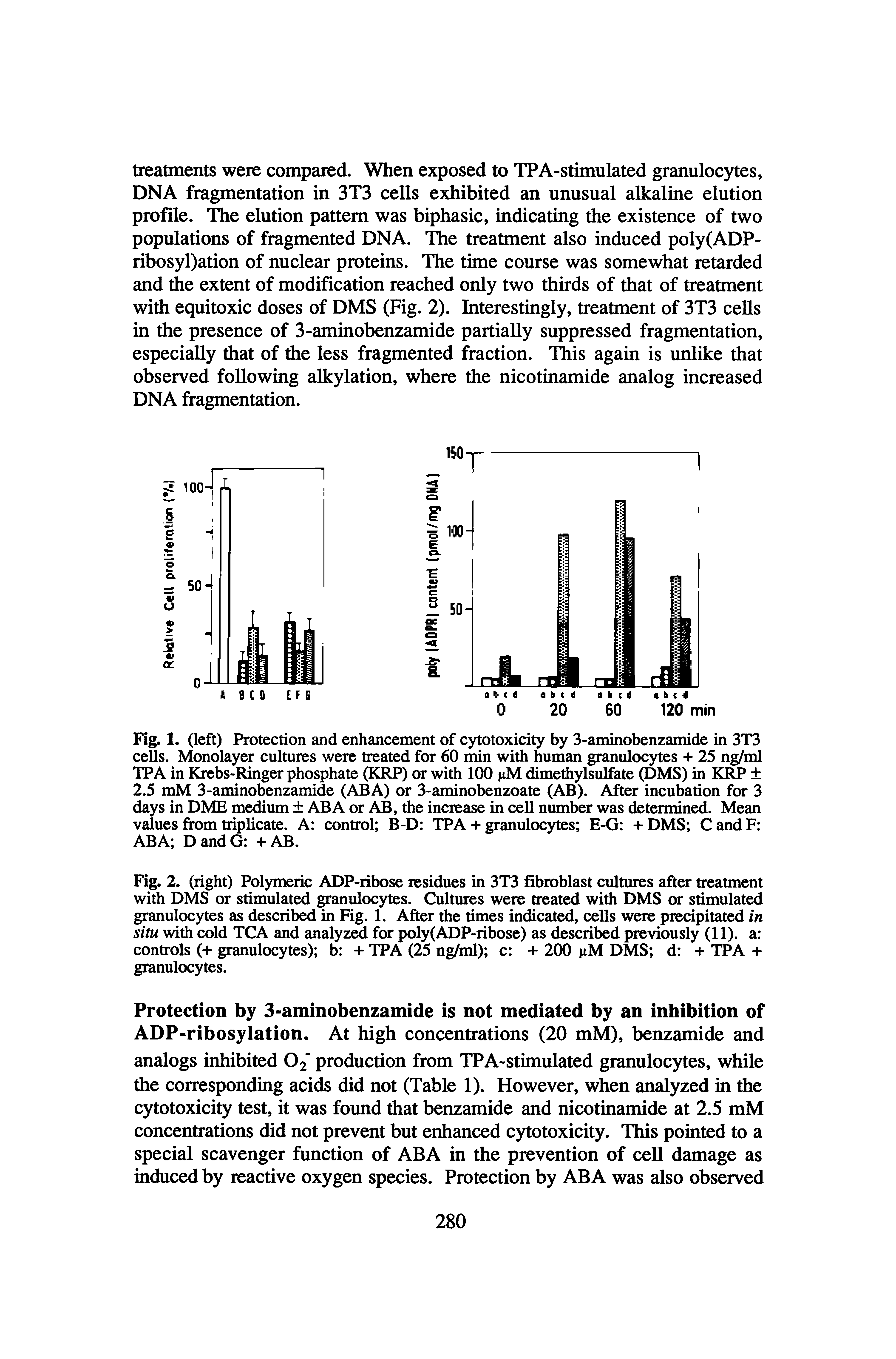 Fig. 2. (light) Polymeric ADP-ribose residues in 3T3 fibroblast cultures after treatment with DMS or stimulated granulocytes. Cultures were treated with DMS or stimulated granulocytes as described in Fig. 1. After the times indicated, cells were precipitated in situ with cold TCA and analyz for poly(ADP-ribose) as described previously (11). a controls (+ granulocytes) b + TPA (25 ng/ml) c + 200 jiM DMS d + TPA + granuloc s.