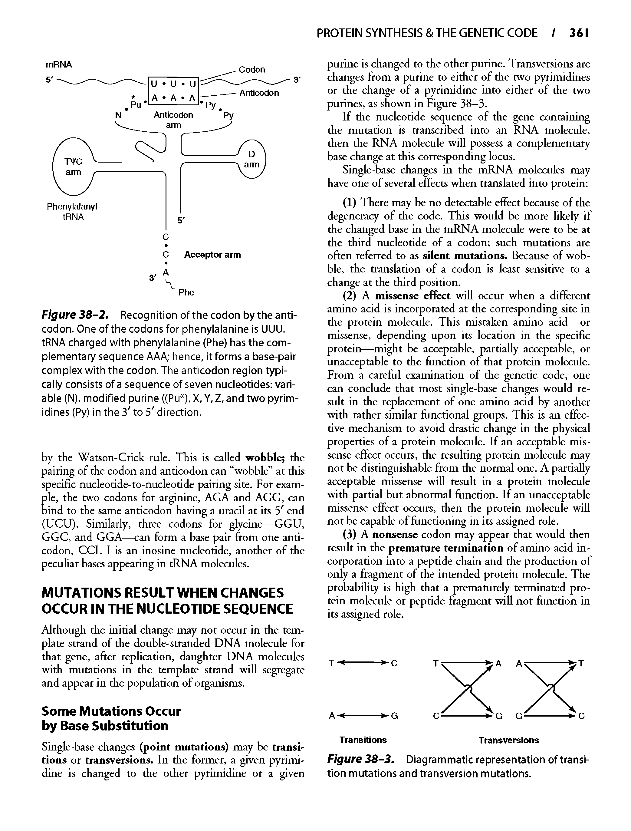 Figure 38-2. Recognition of the codon by the anticodon. One of the codons for phenylalanine is UULI. tRNA charged with phenyiaianine (Phe) has the com-piementary sequence AAA hence, it forms a base-pair compiex with the codon. The anticodon region typi-caiiy consists of a sequence of seven nucleotides vari-abie (N), modified purine ((Pu ),X,Y,Z,and two pyrimidines (Py) in the 3 to 5 direction.