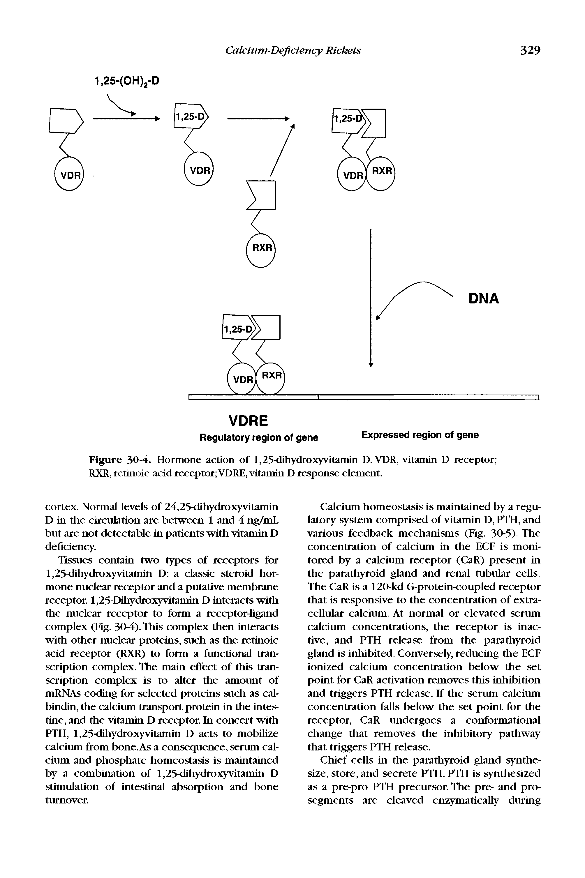 Figure 30-4. Hormone action of 1,25-dihydroxyvitamin D. VDR, vitamin D receptor RXR, retinoic acid receptor VDRE, vitamin D response element.