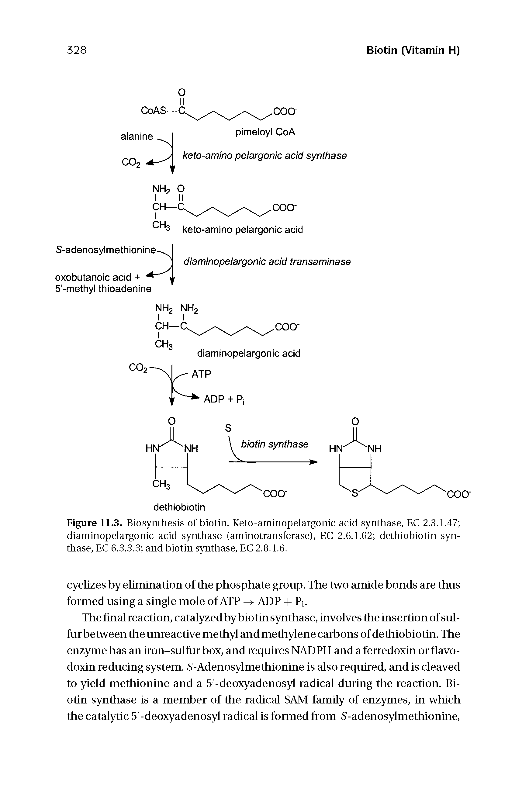 Figure 11.3. Biosynthesis of biotin. Keto-aminopelargonic acid synthase, EC 2.3.1.47 diaminopelargonic acid synthase (aminotransferase), EC 2.6.1.62 dethiobiotin synthase, EC 6.3.3.3 and biotin synthase, EC 2.8.1.6.