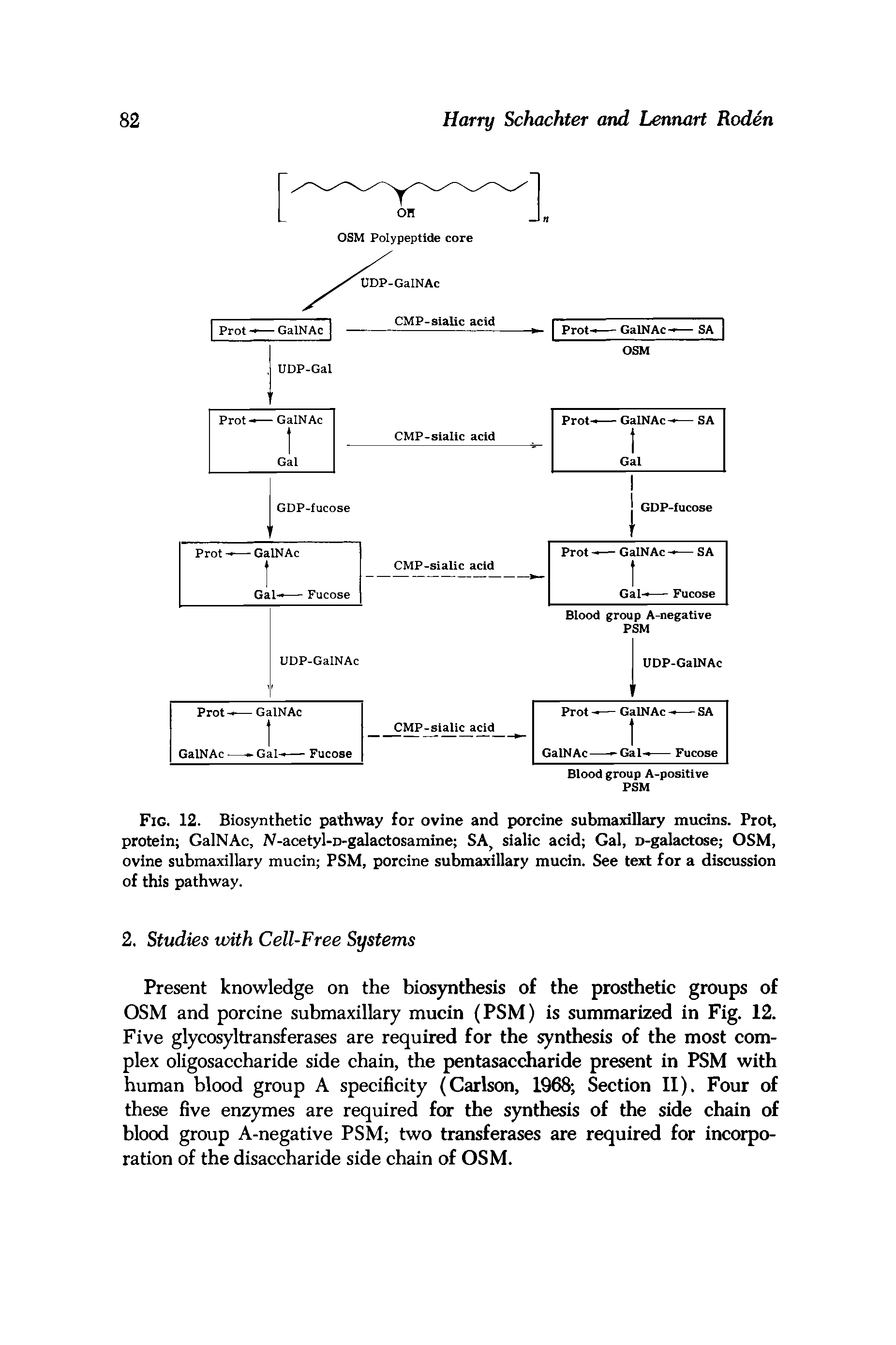 Fig. 12. Biosynthetic pathway for ovine and porcine submaxillary mucins. Prot, protein GalNAc, N-acetyl-n-galactosamine SA, sialic acid Gal, D-galactose OSM, ovine submaxillary mucin PSM, porcine submaxillary mucin. See text for a discussion of this pathway.