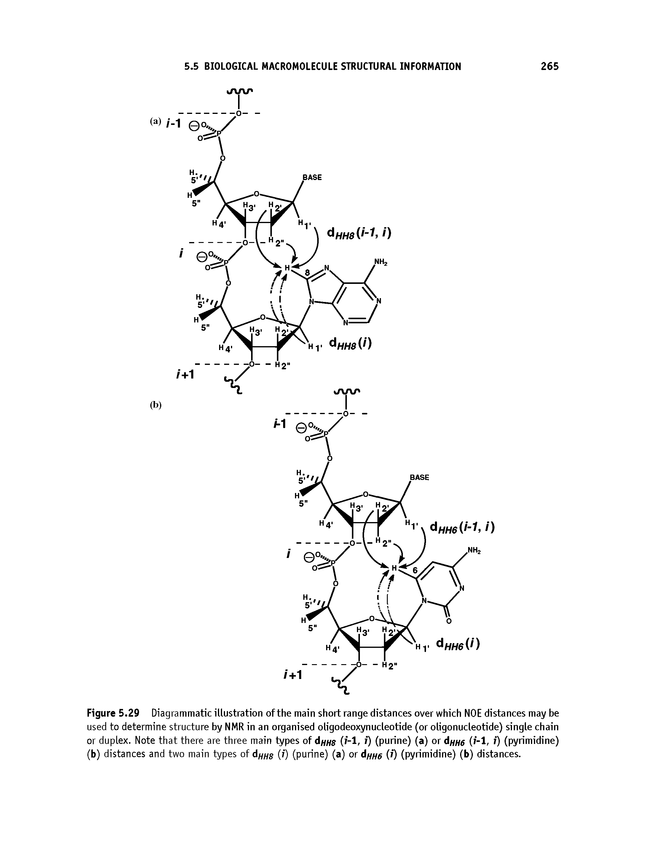 Figure 5.29 Diagrammatic illustration of the main short range distances over which NOE distances may be used to determine structure by NMR in an organised oligodeoxynucleob de (or oligonucleotide) single chain or duplex. Note that there are three main types of d////g (i-l, i) (purine) (a) or d////g (i-1, i) (pyrimidine) (b) distances and two main types of (inns (0 (purine) (a) or Ahh6 (0 (pyrimidine) (b) distances.