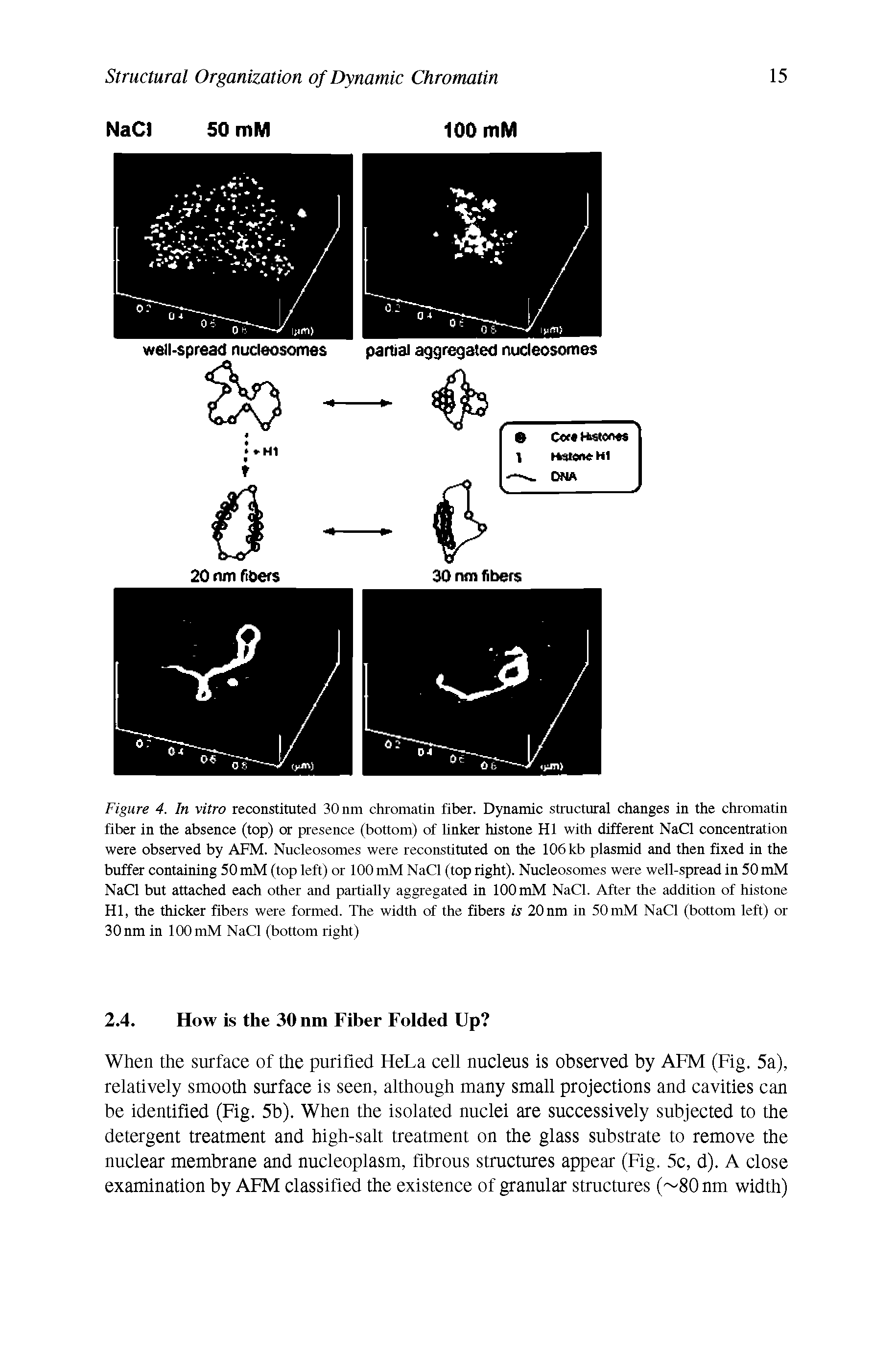 Figure 4. In vitro reconstituted 30 nm chromatin fiber. Dynamic structural changes in the chromatin fiber in the absence (top) or presence (bottom) of linker histone HI with different NaCl concentration were observed by AFM. Nucleosomes were reconstituted on the 106 kb plasmid and then fixed in the buffer containing 50 mM (top left) or 100 mM NaCl (top right). Nucleosomes were well-spread in 50 mM NaCl but attached each other and partially aggregated in 100 mM NaCl. After the addition of histone HI, the thicker fibers were formed. The width of the fibers is 20nm in 50mM NaCl (bottom left) or 30 nm in lOOmM NaCl (bottom right)...