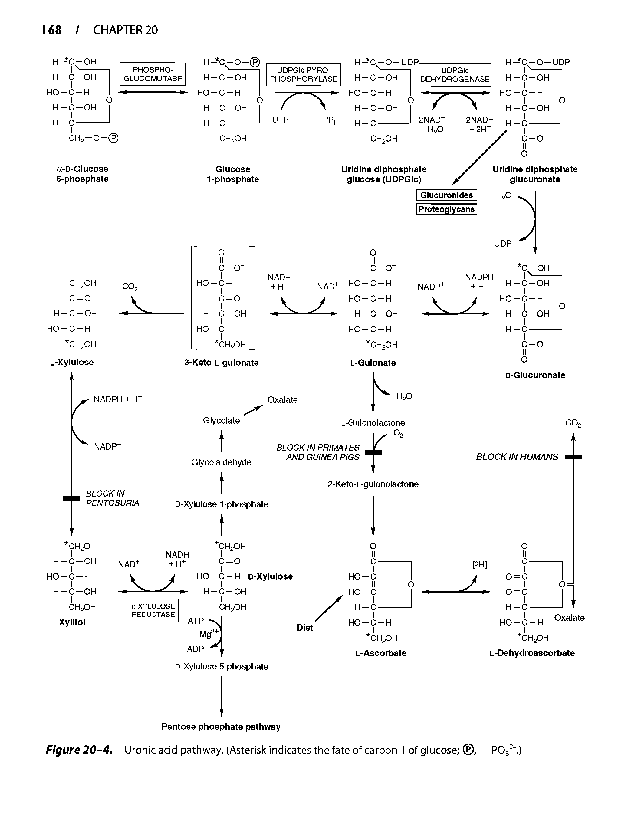 Figure 20-4. Uronicacid pathway. (Asterisk indicates the fate of carbon 1 ofgiucose ,—POj .)...