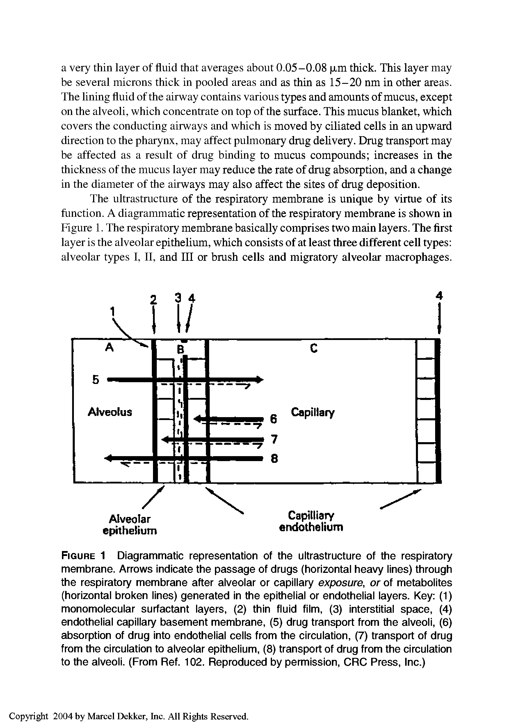 Figure 1 Diagrammatic representation of the ultrastructure of the respiratory membrane. Arrows indicate the passage of drugs (horizontal heavy lines) through the respiratory membrane after alveolar or capillary exposure, or of metabolites (horizontal broken lines) generated in the epithelial or endothelial layers. Key (1) monomolecular surfactant layers, (2) thin fluid film, (3) interstitial space, (4) endothelial capillary basement membrane, (5) drug transport from the alveoli, (6) absorption of drug into endothelial cells from the circulation, (7) transport of drug from the circulation to alveolar epithelium, (8) transport of drug from the circulation to the alveoli. (From Ref. 102. Reproduced by permission, CRC Press, Inc.)...