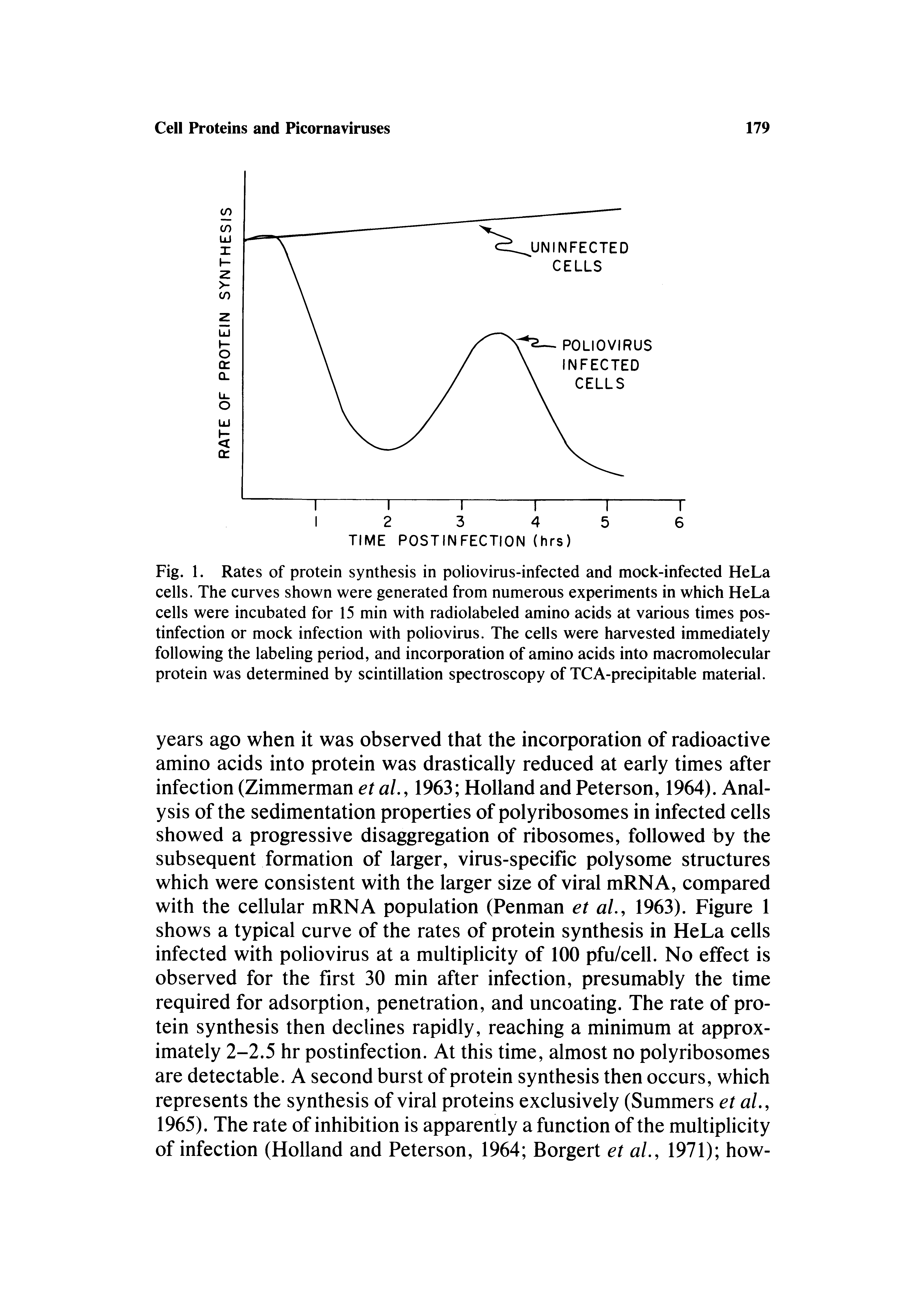 Fig. 1. Rates of protein synthesis in poliovirus-infected and mock-infected HeLa cells. The curves shown were generated from numerous experiments in which HeLa cells were incubated for 15 min with radiolabeled amino acids at various times postinfection or mock infection with poliovirus. The cells were harvested immediately following the labeling period, and incorporation of amino acids into macromolecular protein was determined by scintillation spectroscopy of TCA-precipitable material.