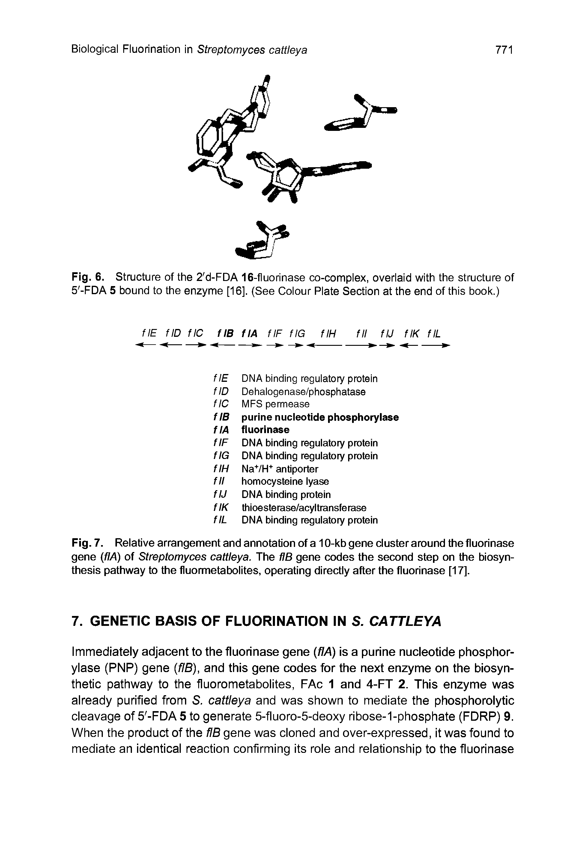 Fig. 7. Relative arrangement and annotation of a 10-kb gene cluster around the fluorinase gene (flA) of Streptomyces cattleya. The fIB gene codes the second step on the biosynthesis pathway to the fluormetabolites, operating directly after the fluorinase [17].