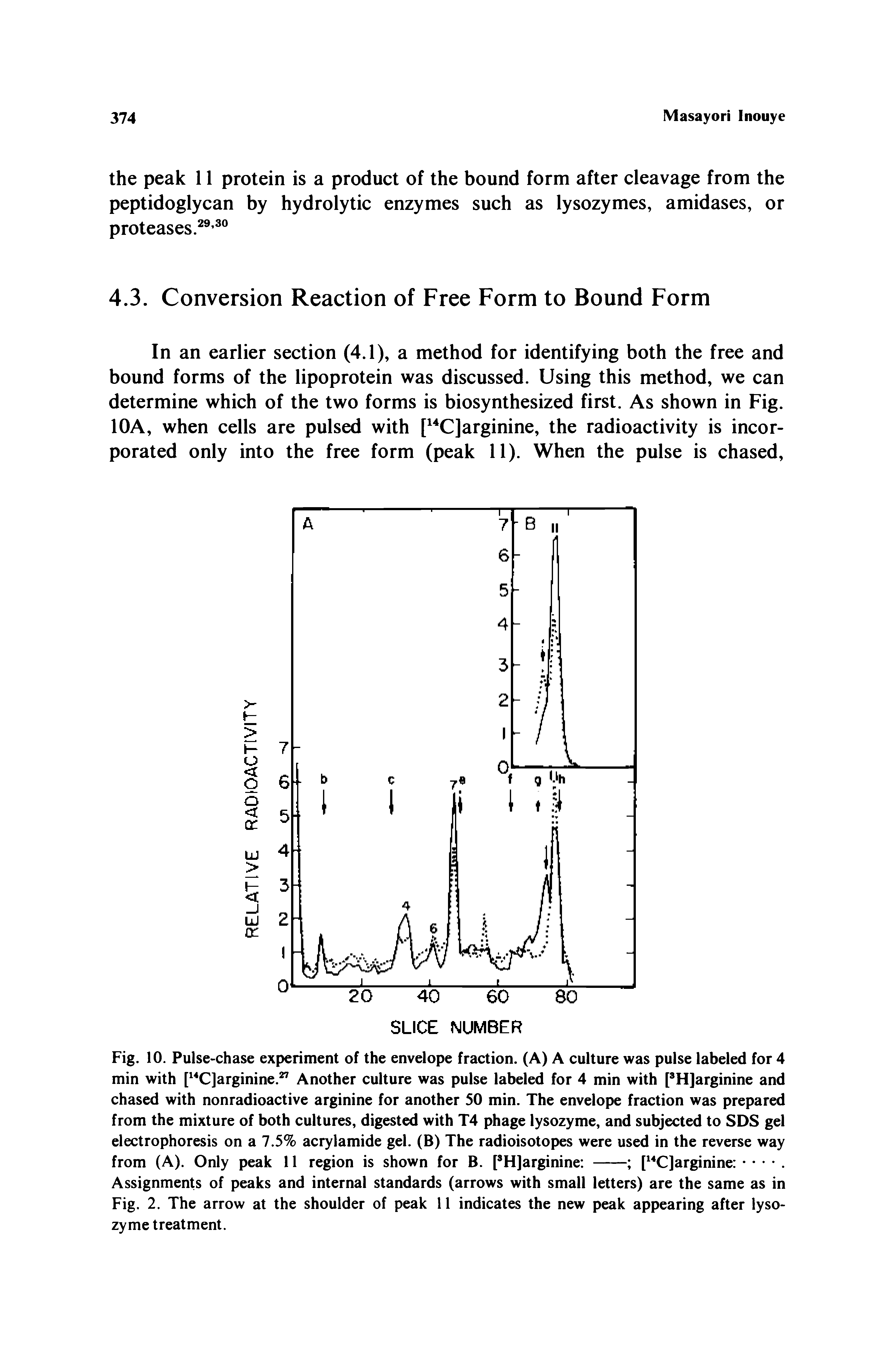 Fig. 10. Pulse-chase experiment of the envelope fraction. (A) A culture was pulse labeled for 4 min with [ C]arginine. Another culture was pulse labeled for 4 min with PH]arginine and chased with nonradioactive arginine for another 50 min. The envelope fraction was prepared from the mixture of both cultures, digested with T4 phage lysozyme, and subjected to SDS gel electrophoresis on a 7.5% acrylamide gel. (B) The radioisotopes were used in the reverse way...