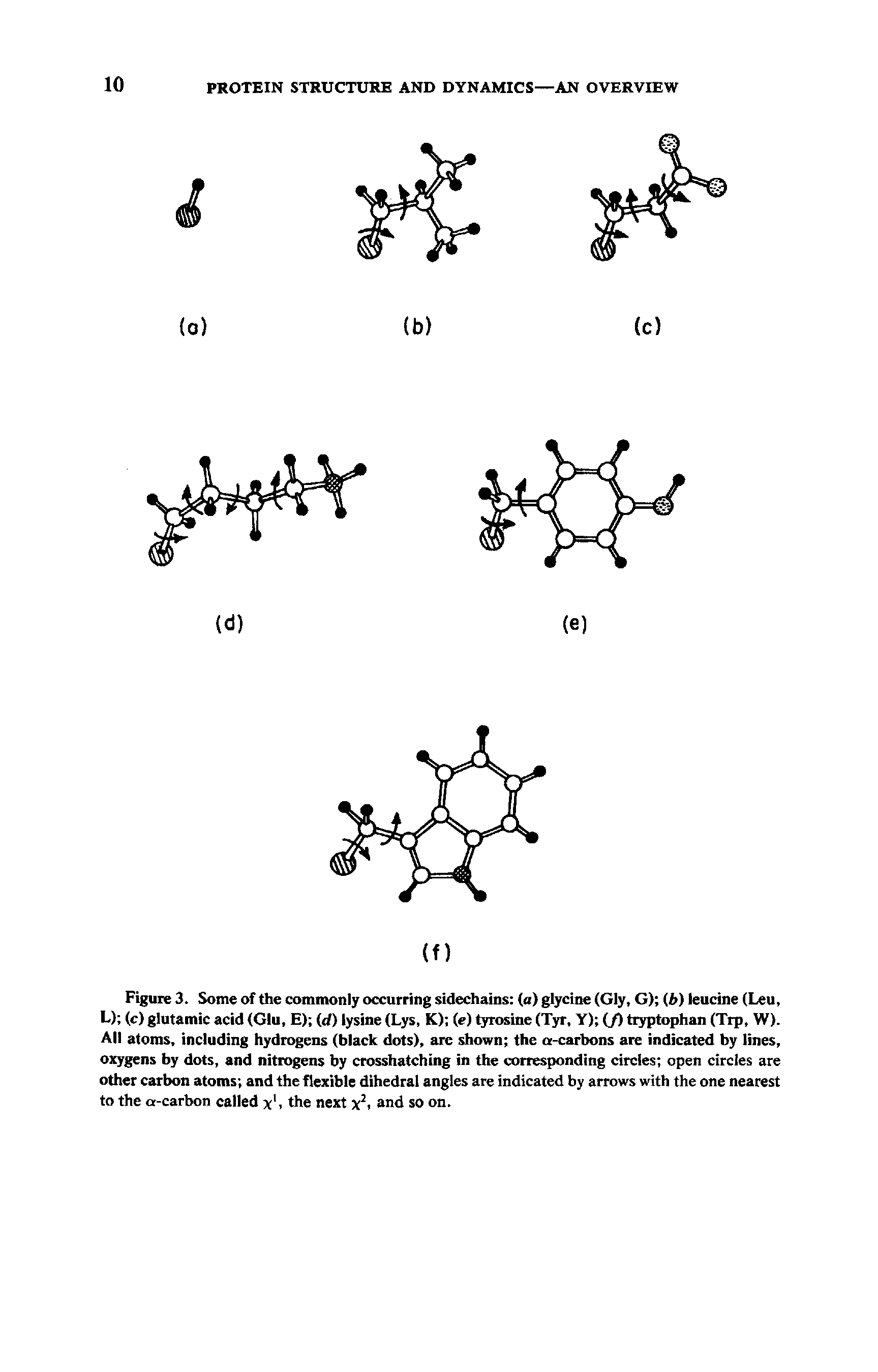 Figure 3. Some of the commonly occurring sidechains (a) glycine (Gly, G) (A) leucine (Leu, L) (c) glutamic acid (Glu, E) (d) lysine (Lys, K) (e) tyrosine (Tyr, Y) (/) tryptophan (Tip, W). All atoms, including hydrogens (black dots), are shown the a-carbons are indicated by lines, oxygens by dots, and nitrogens by crosshatching in the corresponding circles open circles are other carbon atoms and the flexible dihedral angles are indicated by arrows with the one nearest to the a-carbon called x1, the next x2> and so on.