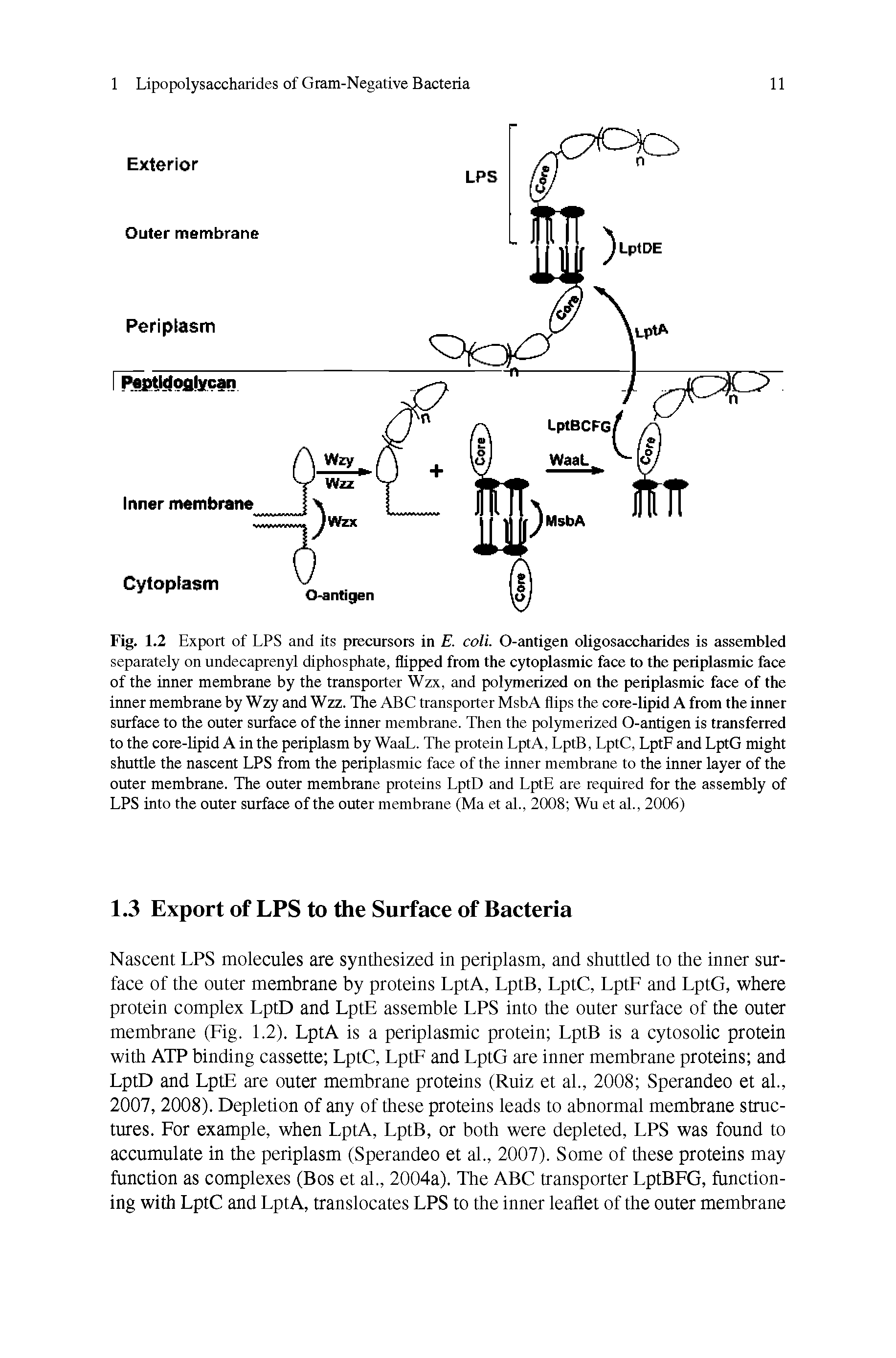 Fig. 1.2 Export of LPS and its precursors in E. coli. O-antigen oligosaccharides is assembled separately on undecaprenyl diphosphate, flipped from the cytoplasmic face to the periplasmic face of the inner membrane by the transporter Wzx, and polymerized on the periplasmic face of the inner membrane by Wzy and Wzz. The ABC transporter MsbA flips the core-lipid A from the inner surface to the outer surface of the inner membrane. Then the polymerized O-antigen is transferred to the core-lipid A in the periplasm by WaaL. The protein LptA, LptB, LptC, LptF and LptG might shuttle the nascent LPS from the periplasmic face of the inner membrane to the inner layer of the outer membrane. The outer membrane proteins LptD and LptE are required for the assembly of LPS into the outer surface of the outer membrane (Ma et al., 2008 Wu et al., 2006)...