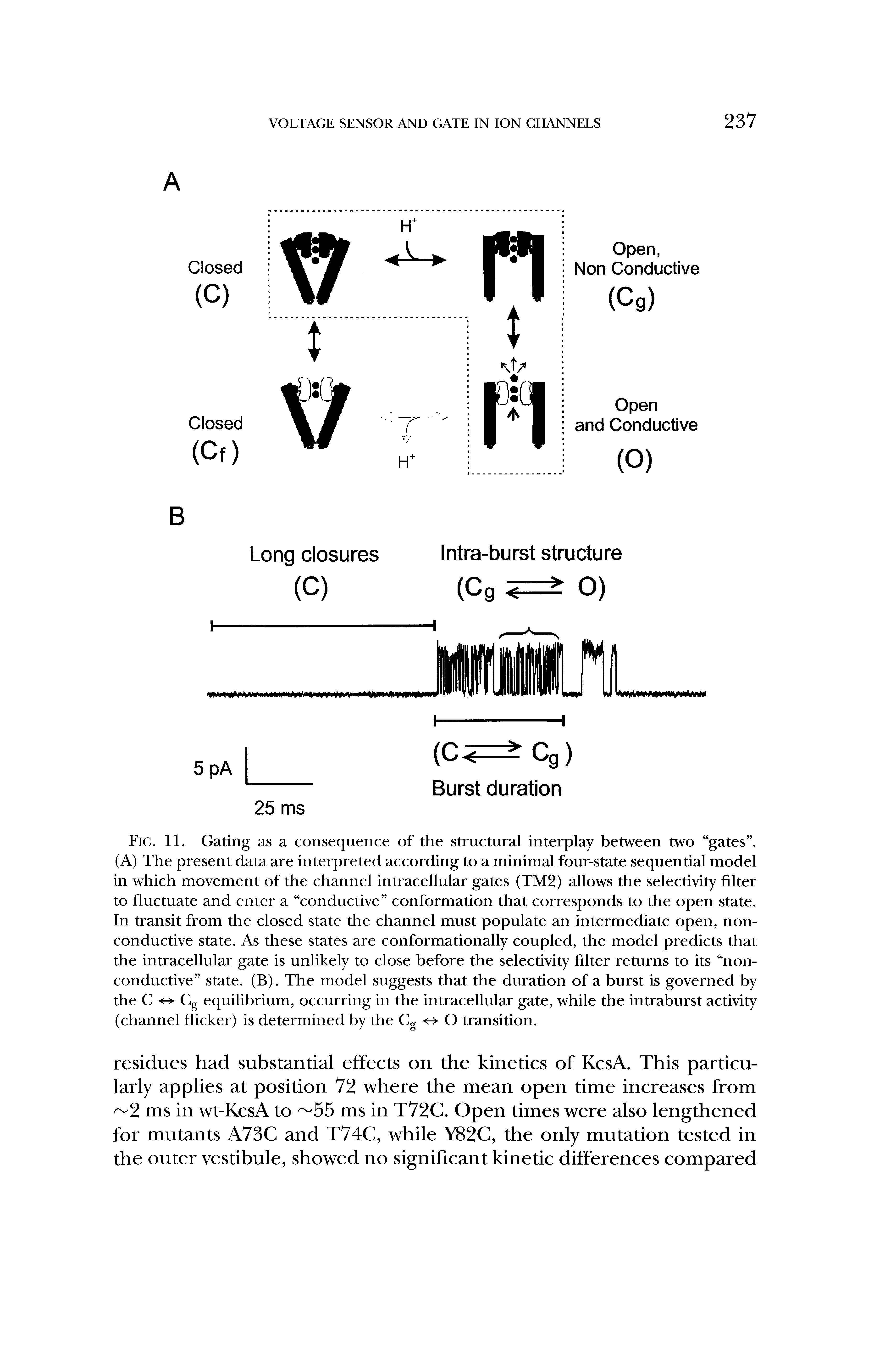 Fig. 11. Gating as a consequence of the structural interplay between two gates . (A) The present data are interpreted according to a minimal four-state sequential model in which movement of the channel intracellular gates (TM2) allows the selectivity filter to fluctuate and enter a conductive conformation that corresponds to the open state. In transit from the closed state the channel must populate an intermediate open, non-conductive state. As these states are conformationally coupled, the model predicts that the intracellular gate is unlikely to close before the selectivity filter returns to its non-conductive state. (B). The model suggests that the duration of a burst is governed by the C Cg equilibrium, occurring in the intracellular gate, while the intraburst activity (channel flicker) is determined by the Cg O transition.
