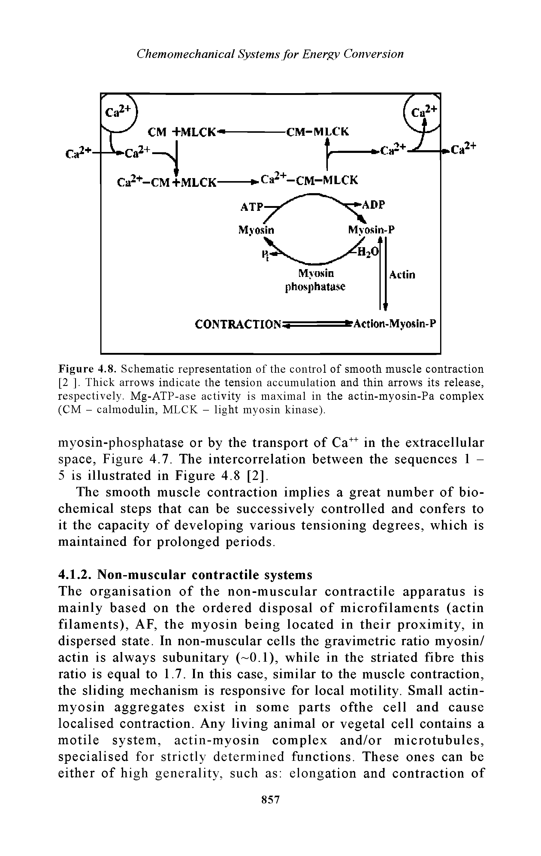 Figure 4.8. Schematic representation of the control of smooth muscle contraction [2 ]. Thick arrows indicate the tension accumulation and thin arrows its release, respectively. Mg-ATP-ase activity is maximal in the actin-myosin-Pa complex (CM - calmodulin, MLCK - light myosin kinase).