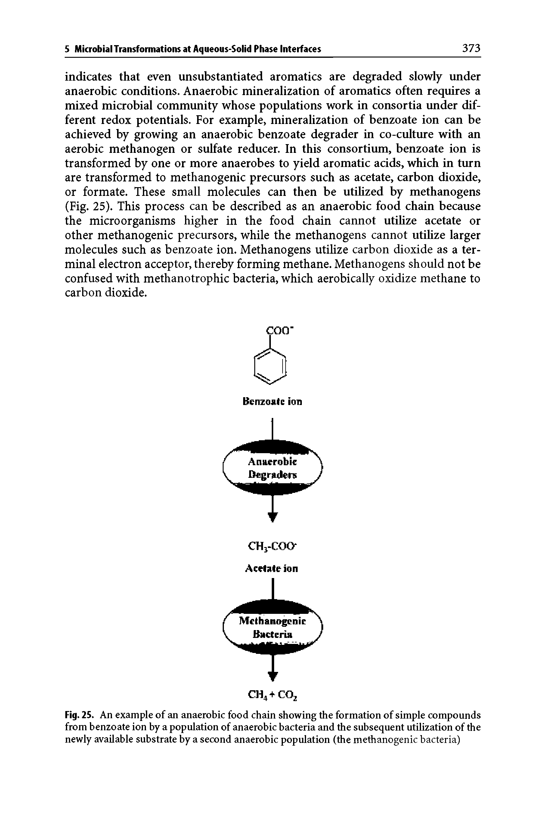 Fig. 25. An example of an anaerobic food chain showing the formation of simple compounds from benzoate ion by a population of anaerobic bacteria and the subsequent utilization of the newly available substrate by a second anaerobic population (the methanogenic bacteria)...