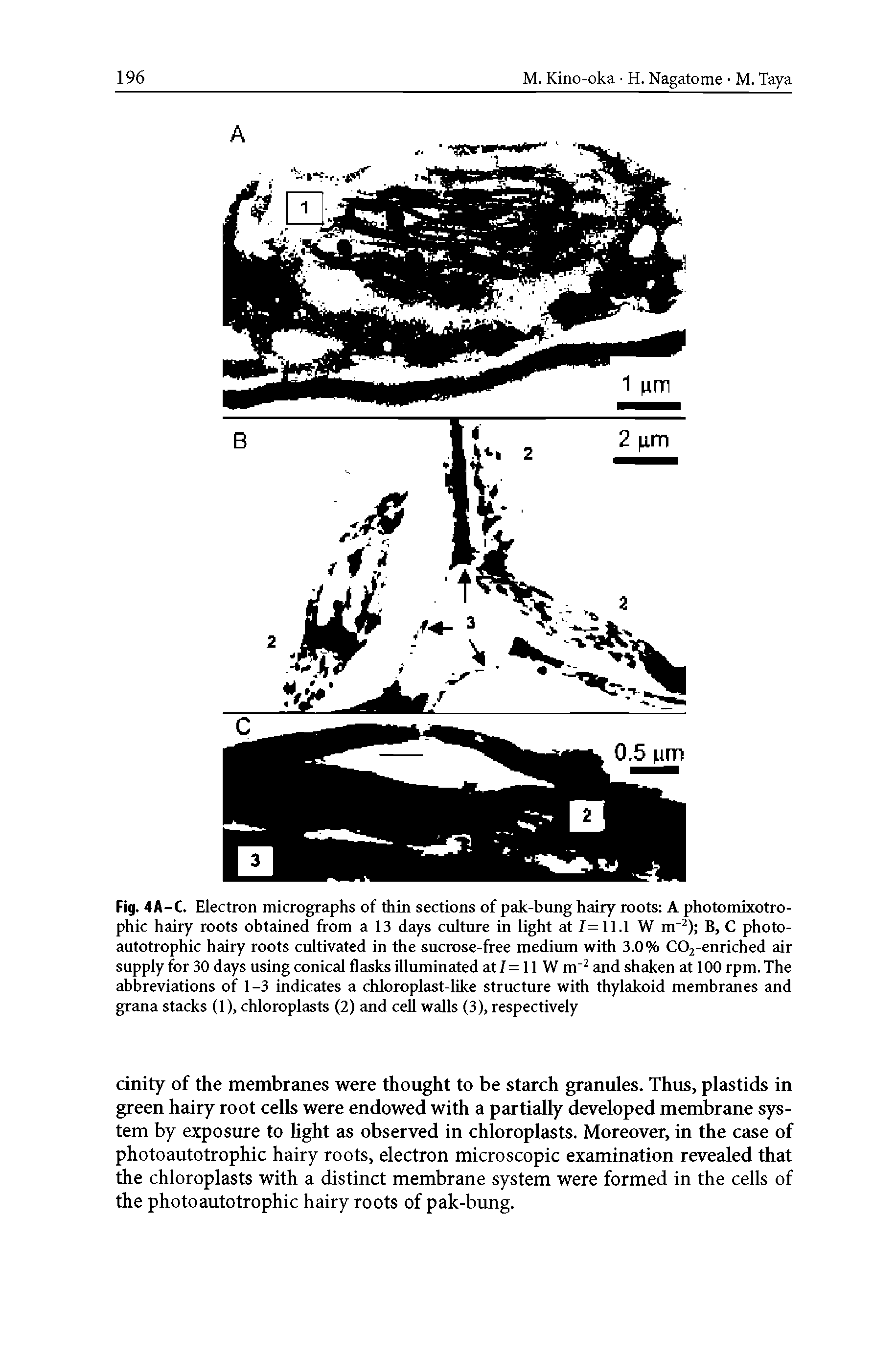 Fig. 4A-C. Electron micrographs of thin sections of pak-bung hairy roots A photomixotro-phic hairy roots obtained from a 13 days culture in light at 7=11.1 W nr2) B, C photo-autotrophic hairy roots cultivated in the sucrose-free medium with 3.0% C02-enriched air supply for 30 days using conical flasks illuminated at 7= 11 W m-2 and shaken at 100 rpm. The abbreviations of 1-3 indicates a chloroplast-like structure with thylakoid membranes and grana stacks (1), chloroplasts (2) and cell walls (3), respectively...