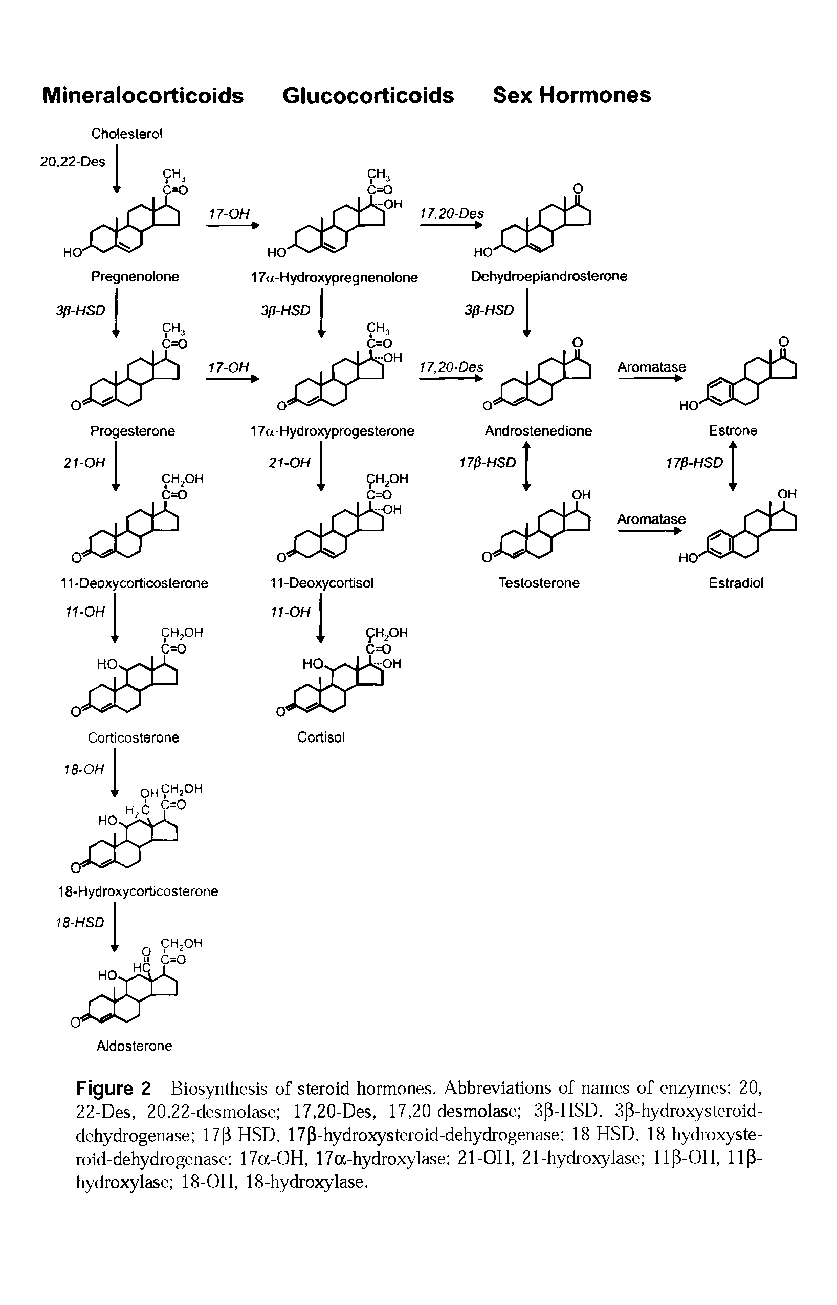 Figure 2 Biosynthesis of steroid hormones. Abbreviations of names of enzymes 20, 22-Des, 20,22-desmolase 17,20-Des, 17,20-desmolase 3 3-HSD, 3 3-hydroxysteroid-dehydrogenase 17 3-HSD, 17 3-hydroxysteroid-dehydrogenase 18-HSD, 18-hydroxyste-roid-dehydrogenase 17a-OH, 17a-hydroxylase 21-OH, 21-hydroxylase ll 3-OH, 11 3-hydroxylase 18-OH, 18-hydroxylase.