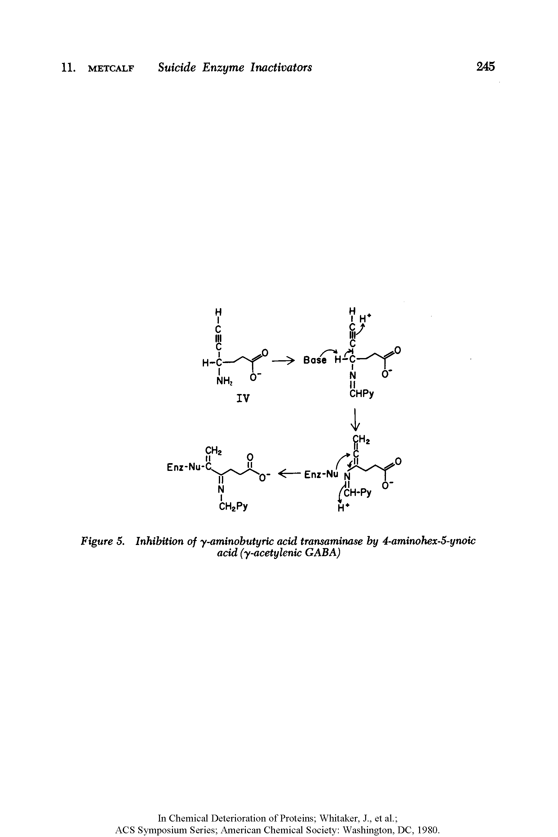 Figure 5. Inhibition of y-aminobutyric acid transaminase by 4-aminohex-5-ynoic acid (y-acetylenic GABA)...