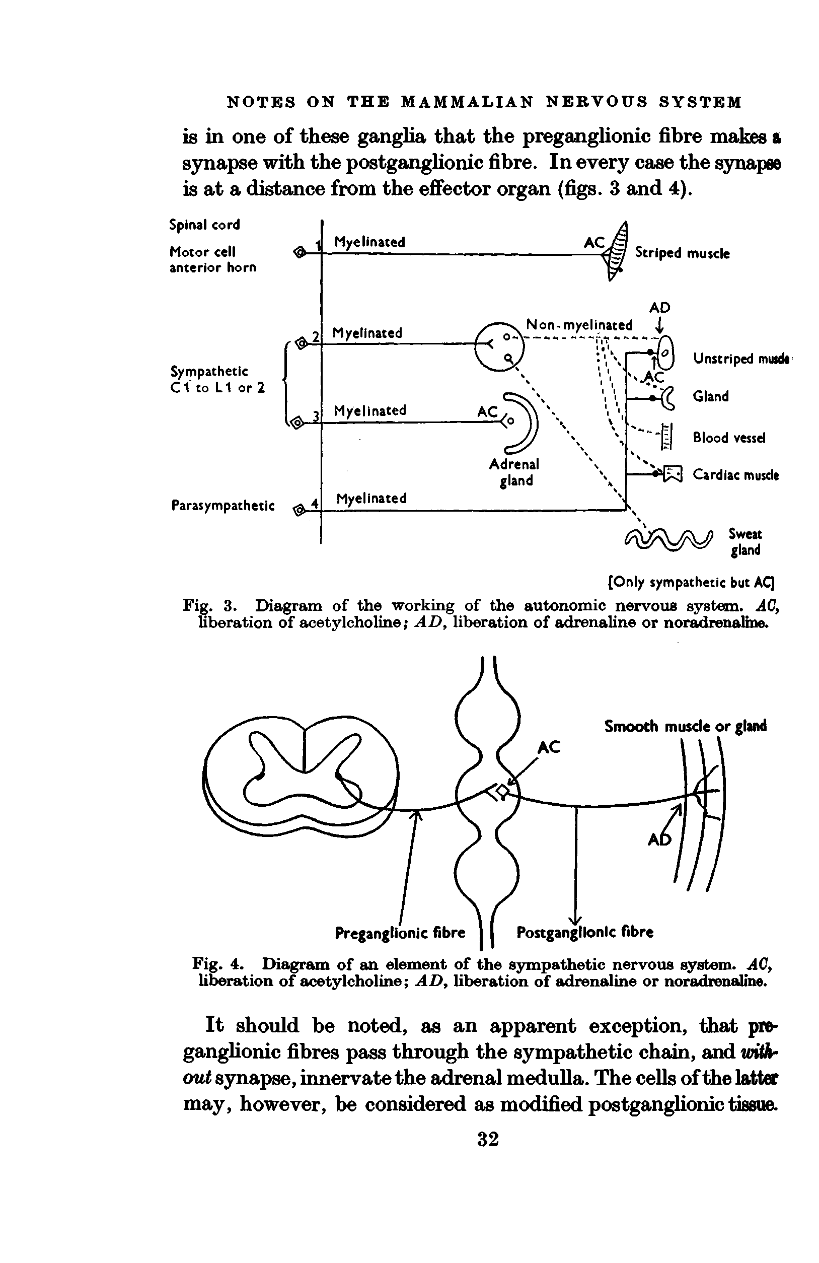 Fig. 3. Diagram of the working of the autonomic nervous system. AC, liberation of acetylcholine AD, liberation of adrenaline or noradrenaline.