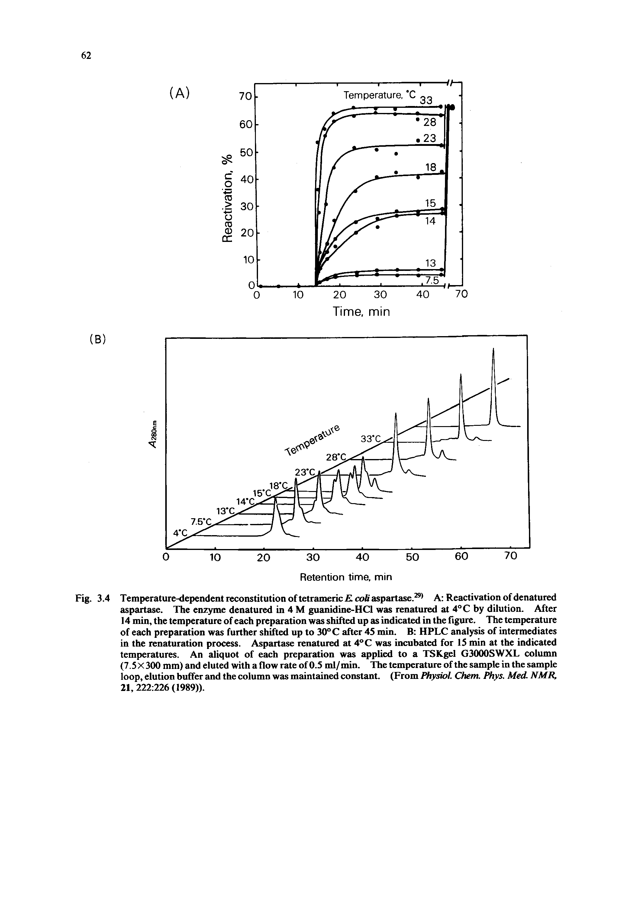 Fig. 3.4 Temperature-dependent reconstitution of tetrameric K coli aspartase.29 A Reactivation of denatured aspartase. The enzyme denatured in 4 M guanidine-HCl was renatured at 4° C by dilution. After 14 min, the temperature of each preparation was shifted up as indicated in the figure. The temperature of each preparation was further shifted up to 30° C after 45 min. B HPLC analysis of intermediates in the renaturation process. Aspartase renatured at 4°C was incubated for 15 min at the indicated temperatures. An aliquot of each preparation was applied to a TSKgel G3000SWXL column (7.5 X 300 mm) and eluted with a flow rate of 0.5 ml/ min. The temperature of the sample in the sample loop, elution buffer and the column was maintained constant. (From Physiol Chem. Phys. Med. NMR, 21, 222 226 (1989)).