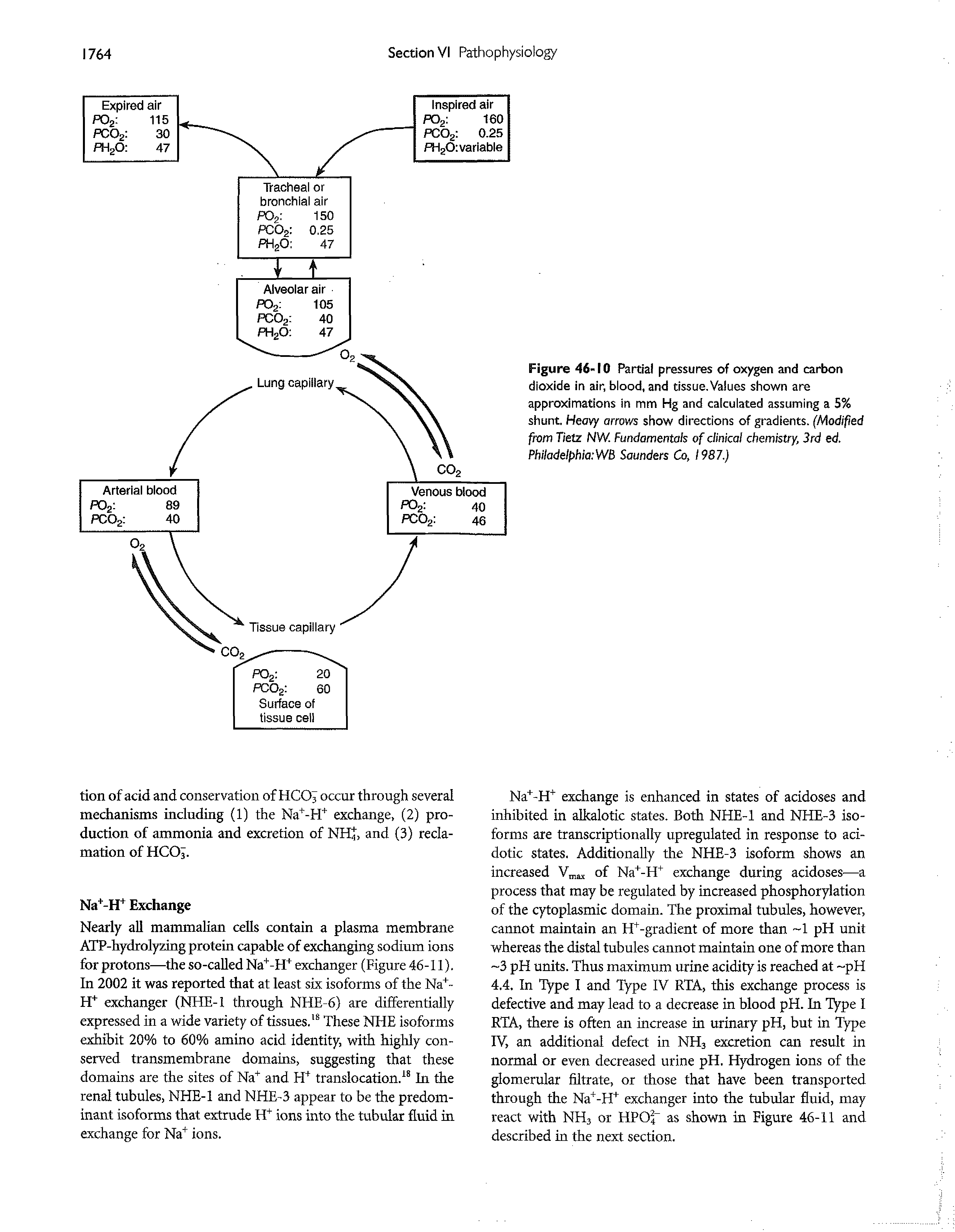 Figure 46-10 Partial pressures of oxygen and carbon dioxide in air, blood, and tissue. Values shown are approximations in mm Hg and calculated assuming a 5% shunt. Heavy arrows show directions of gradients. (Modified from Tietz NW. Fundamentals of clinical chemistry, 3rd ed. Philadelpbla WB Saunders Co, 1987.)...