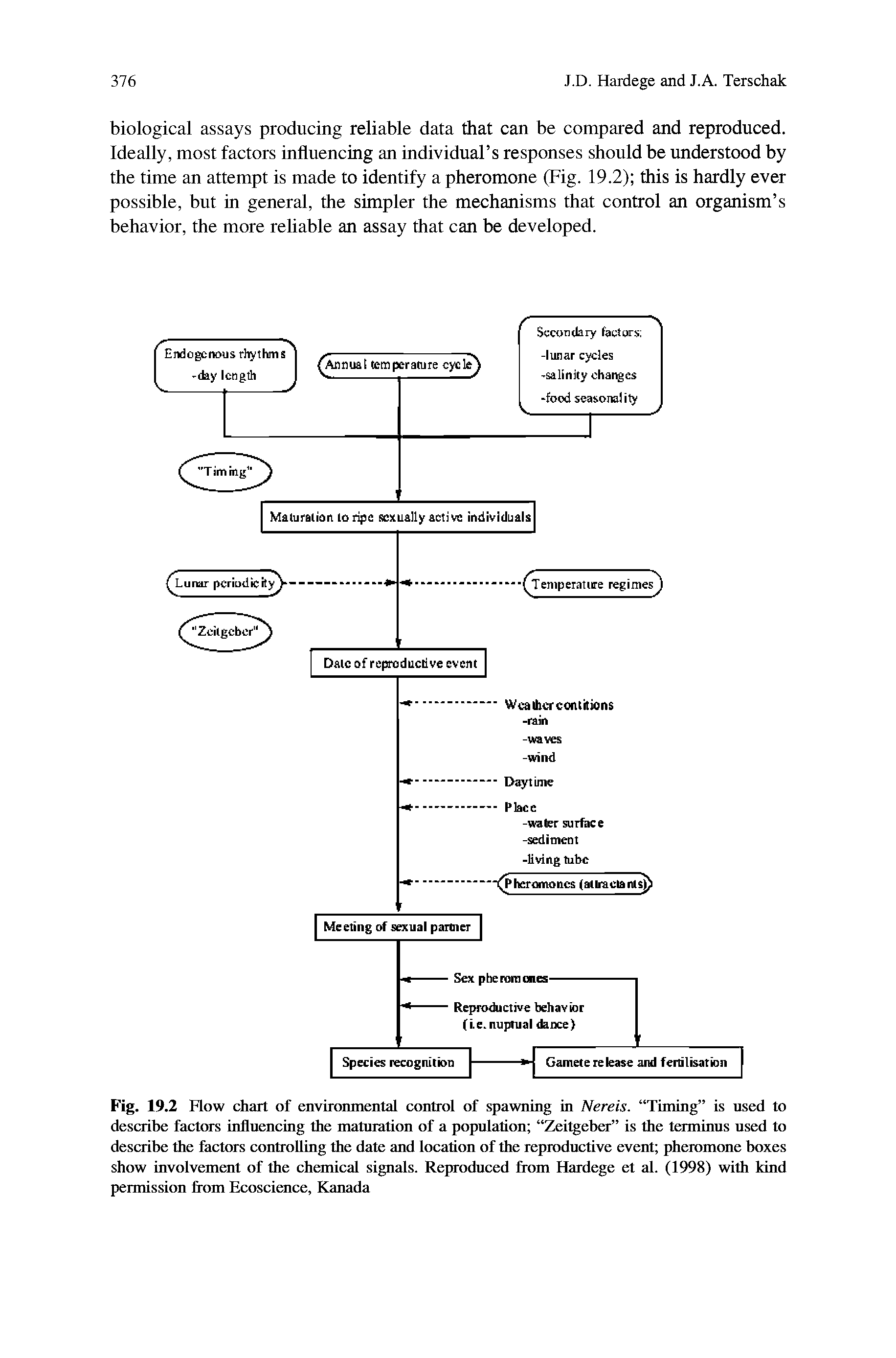 Fig. 19.2 Flow chart of environmental control of spawning in Nereis. Timing is used to describe factors influencing the maturation of a population Zeitgeber is the terminus used to describe the factors controlling the date and location of the reproductive event pheromone boxes show involvement of the chemical signals. Reproduced from Hardege et al. (1998) with kind permission from Ecoscience, Kanada...
