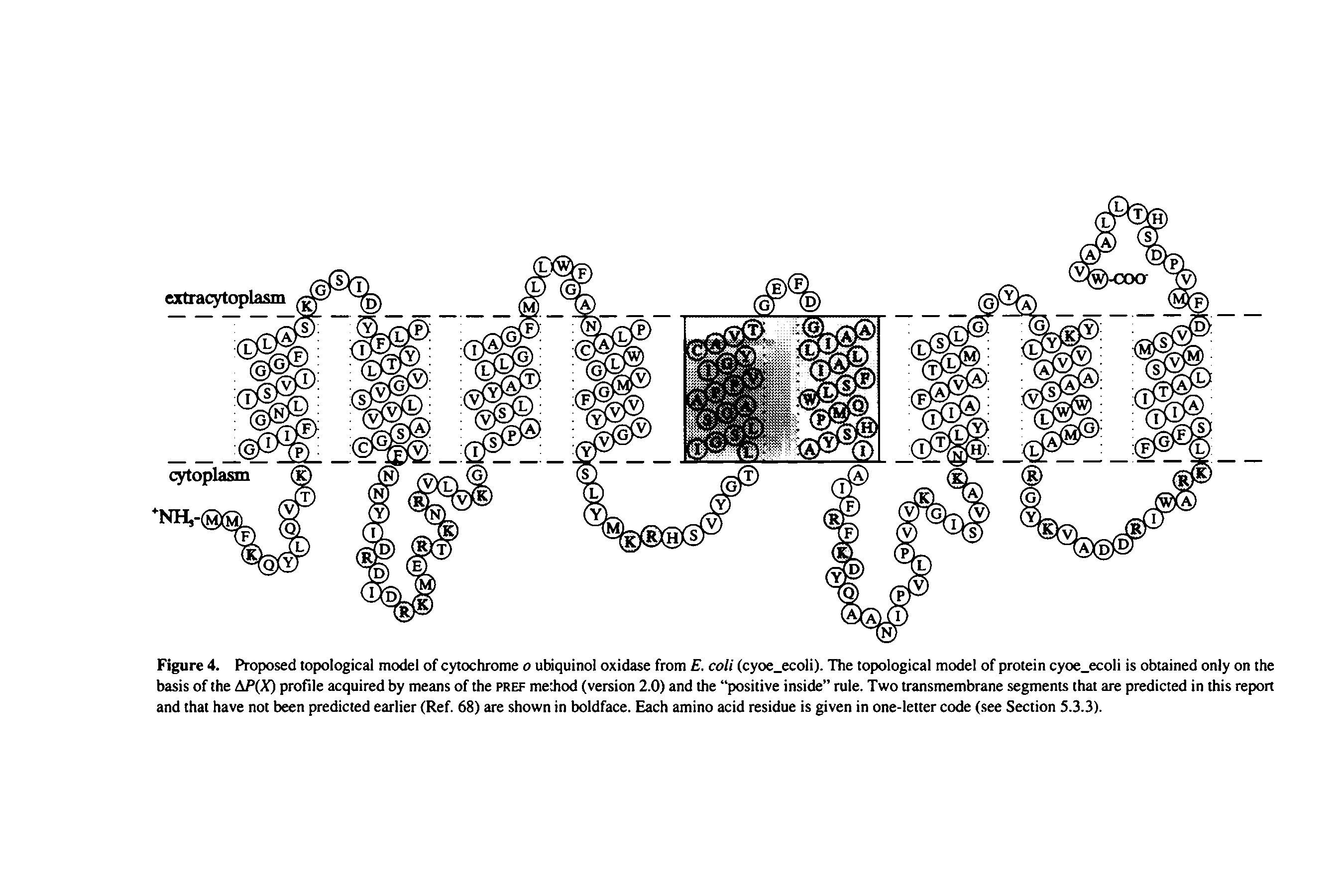 Figure 4. Proposed topological model of cytochrome o ubiquinol oxidase from E. coli (cyoe ecoli). The topological model of protein cyoe ecoli is obtained only on the basis of the AP(X) profile acquired by means of the pref mediod (version 2.0) and the positive inside rule. Two transmembrane segments that are predicted in this report and that have not been predicted earlier (Ref. 68) are shown in boldface. Each amino acid residue is given in one-letter code (.see Section 5.3.3).
