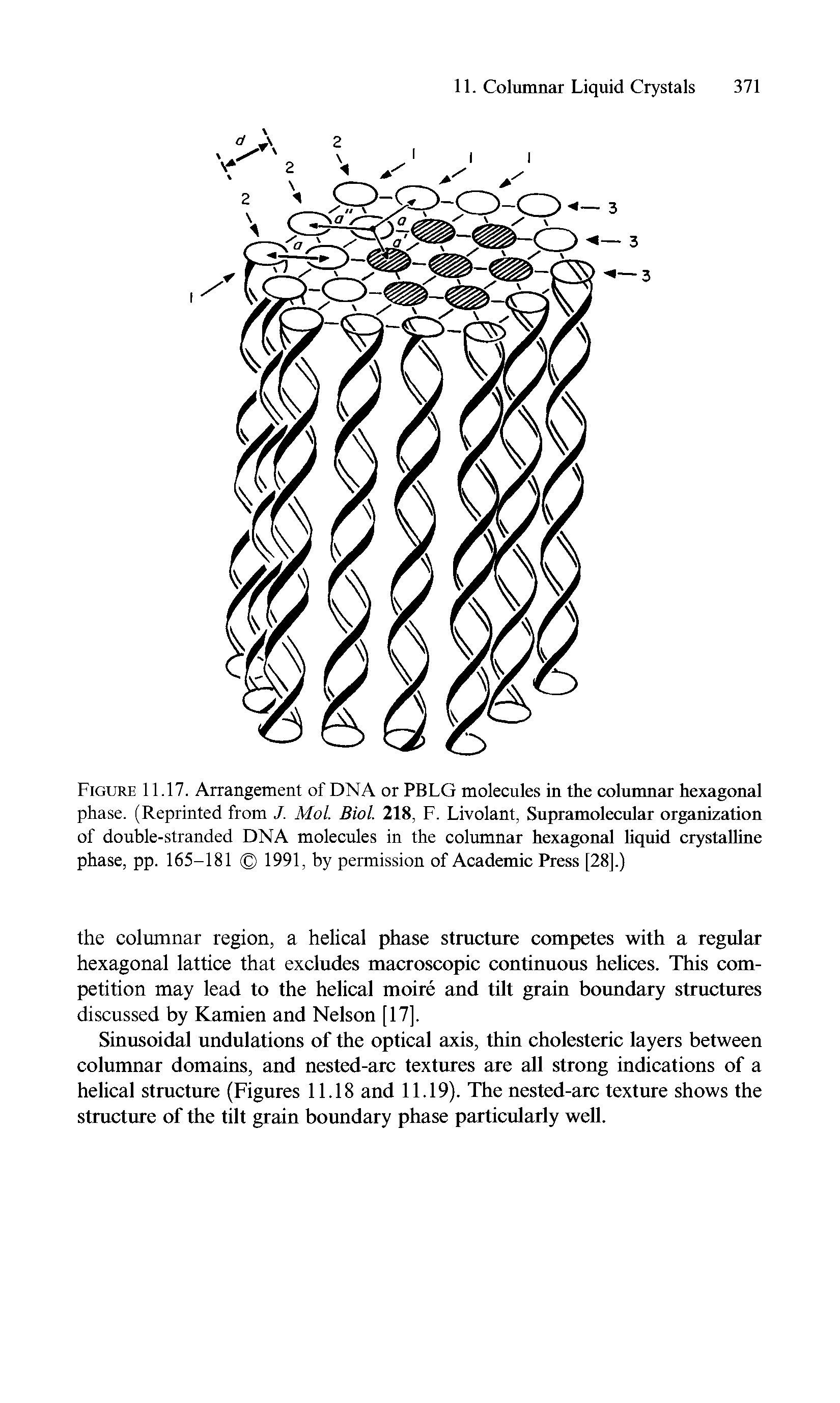 Figure 11.17. Arrangement of DNA or PBLG molecules in the columnar hexagonal phase. (Reprinted from J. Mol. Biol. 218, F. Livolant, Supramolecular organization of double-stranded DNA molecules in the columnar hexagonal liquid crystalline phase, pp. 165-181 1991, by permission of Academic Press [28].)...