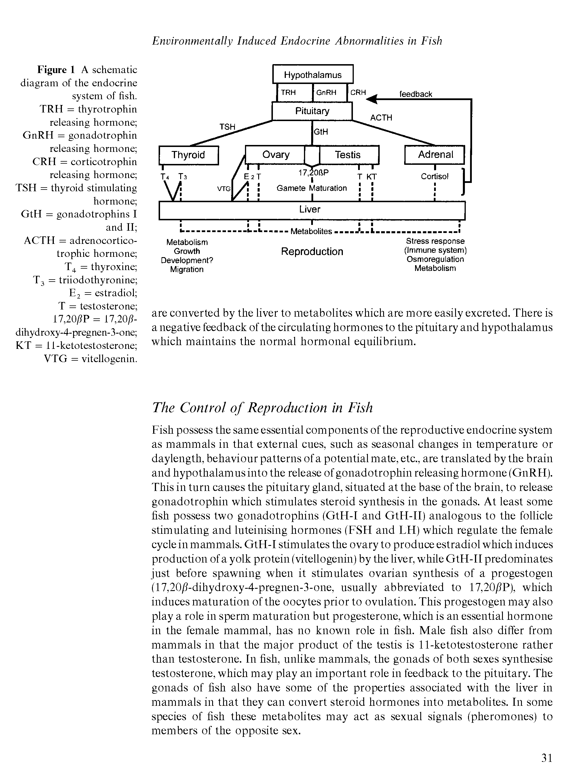 Figure 1 A schematic diagram of the endocrine system of fish. TRH = thyrotrophin releasing hormone GnRH = gonadotrophin releasing hormone CRH = corticotrophin releasing hormone TSH = thyroid stimulating hormone GtH = gonadotrophins I and II ...