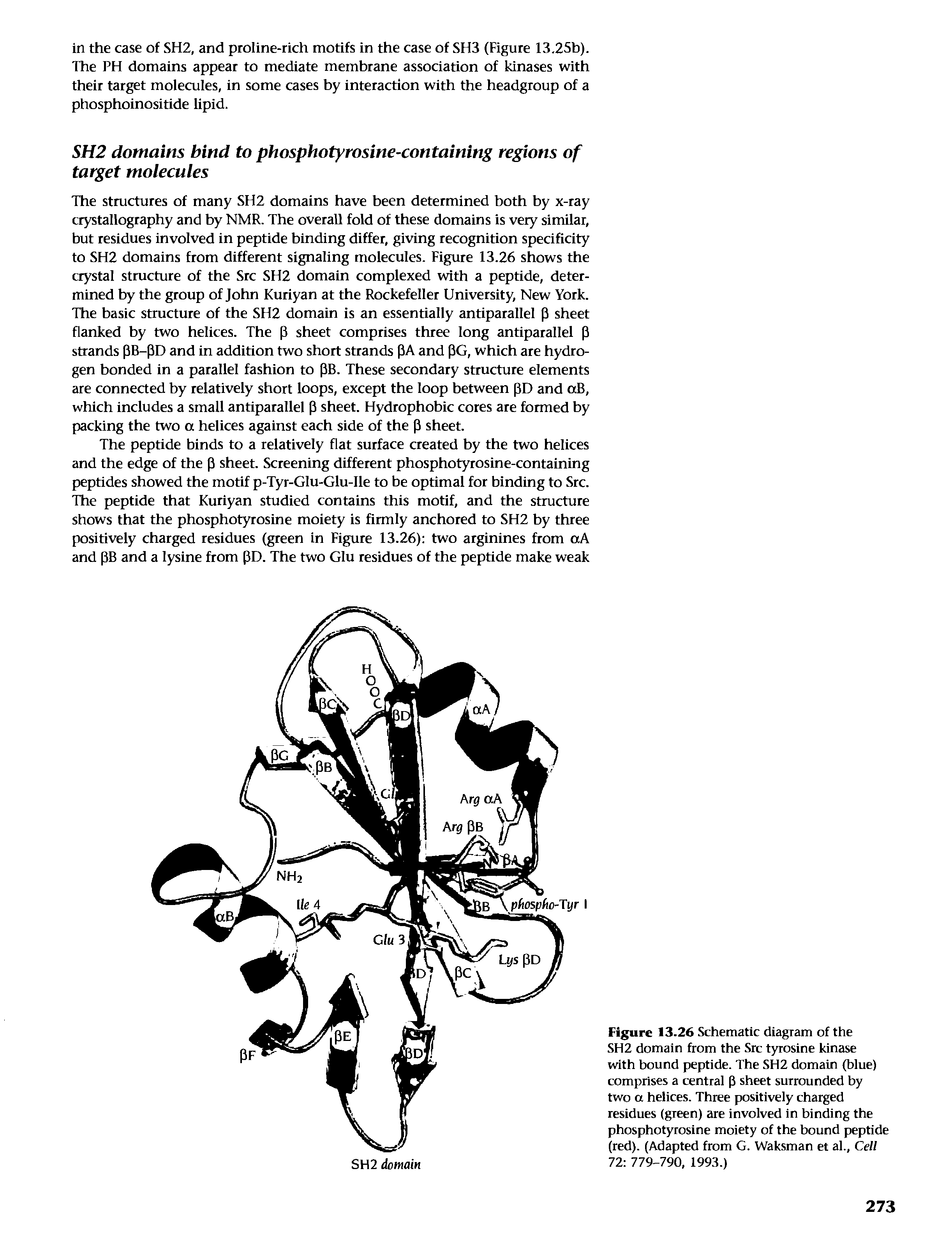 Figure 13.26 Schematic diagram of the SH2 domain from the Src tyrosine kinase with bound peptide. The SH2 domain (blue) comprises a central p sheet surrounded by two a helices. Three positively charged residues (green) are involved in binding the phosphotyrosine moiety of the bound peptide (red). (Adapted from G. Waksman et al.. Cell 72 779-790, 1993.)...