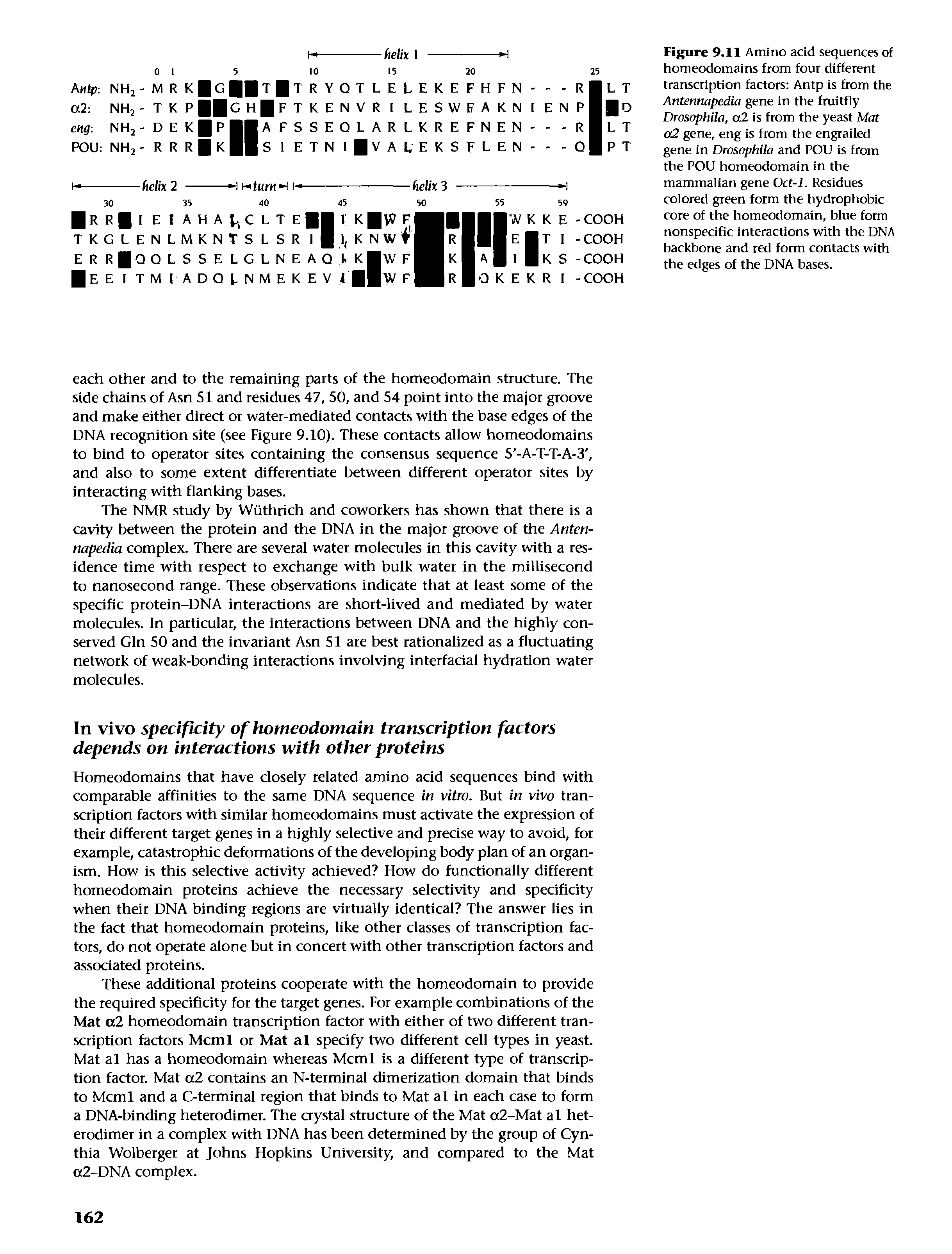 Figure 9.11 Amino acid sequences of homeodomains from four differenf franscription factors Anfp is from fhe Antennapedia gene in the fruitfly Drosophila, a2 is from the yeast Mat o2 gene, eng is from fhe engrailed gene in Drosophila and POU is from fhe POU homeodomain in the mammalian gene Oct-1. Residues colored green form the hydrophobic core of the homeodomain, blue form nonspecific interactions with the DNA backbone and red form contacts with the edges of the DNA bases.